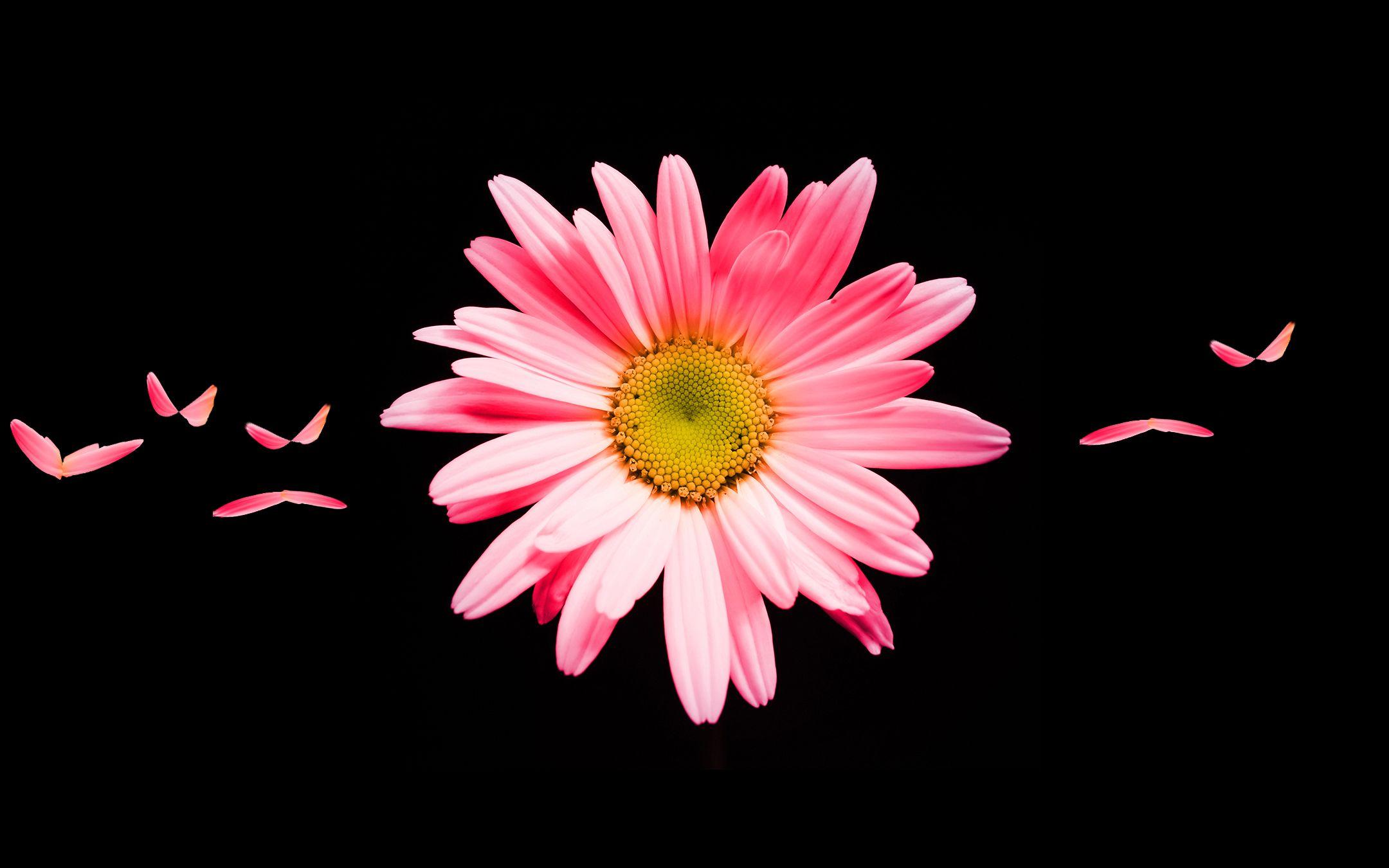 2160x1350 Pink Daisy Flower Wallpaper