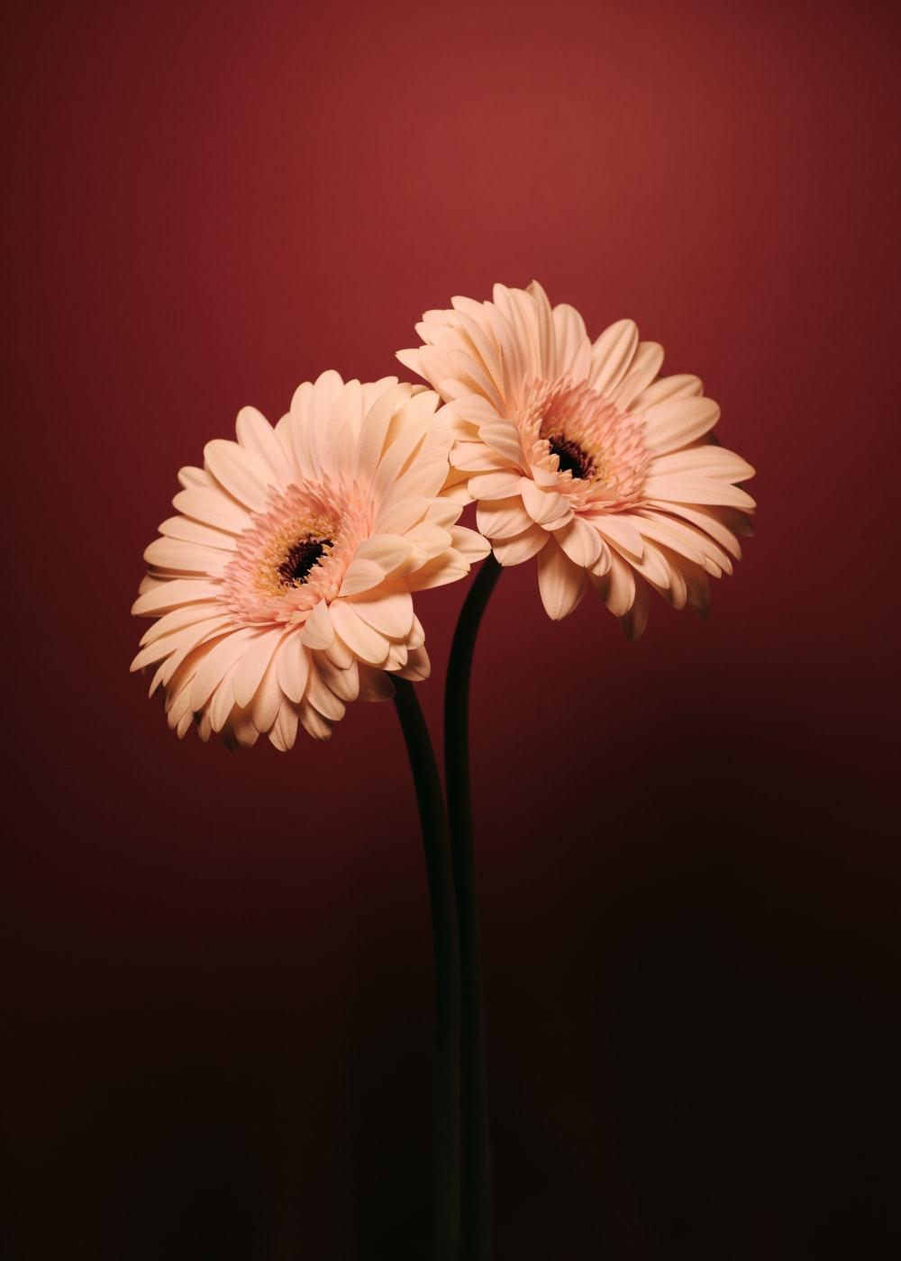 1000x1400 Pink Daisies Picture. Download Free Image