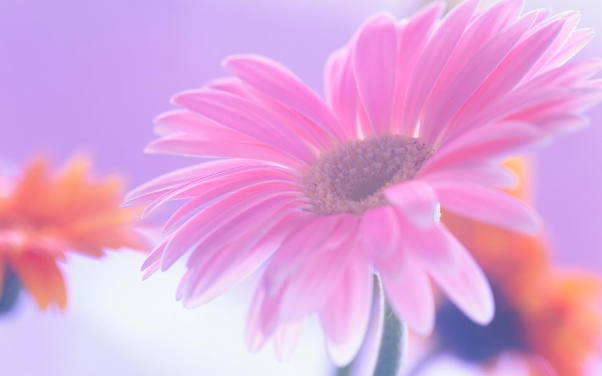 Pink Daisy Flower Wallpapers - Top Free Pink Daisy Flower Backgrounds ...
