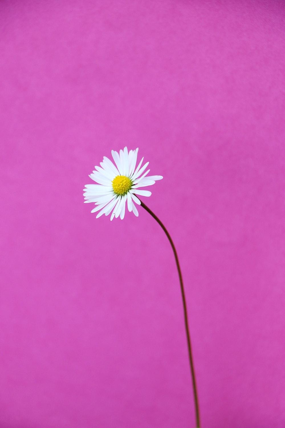 1000x1500 white daisy on pink background photo