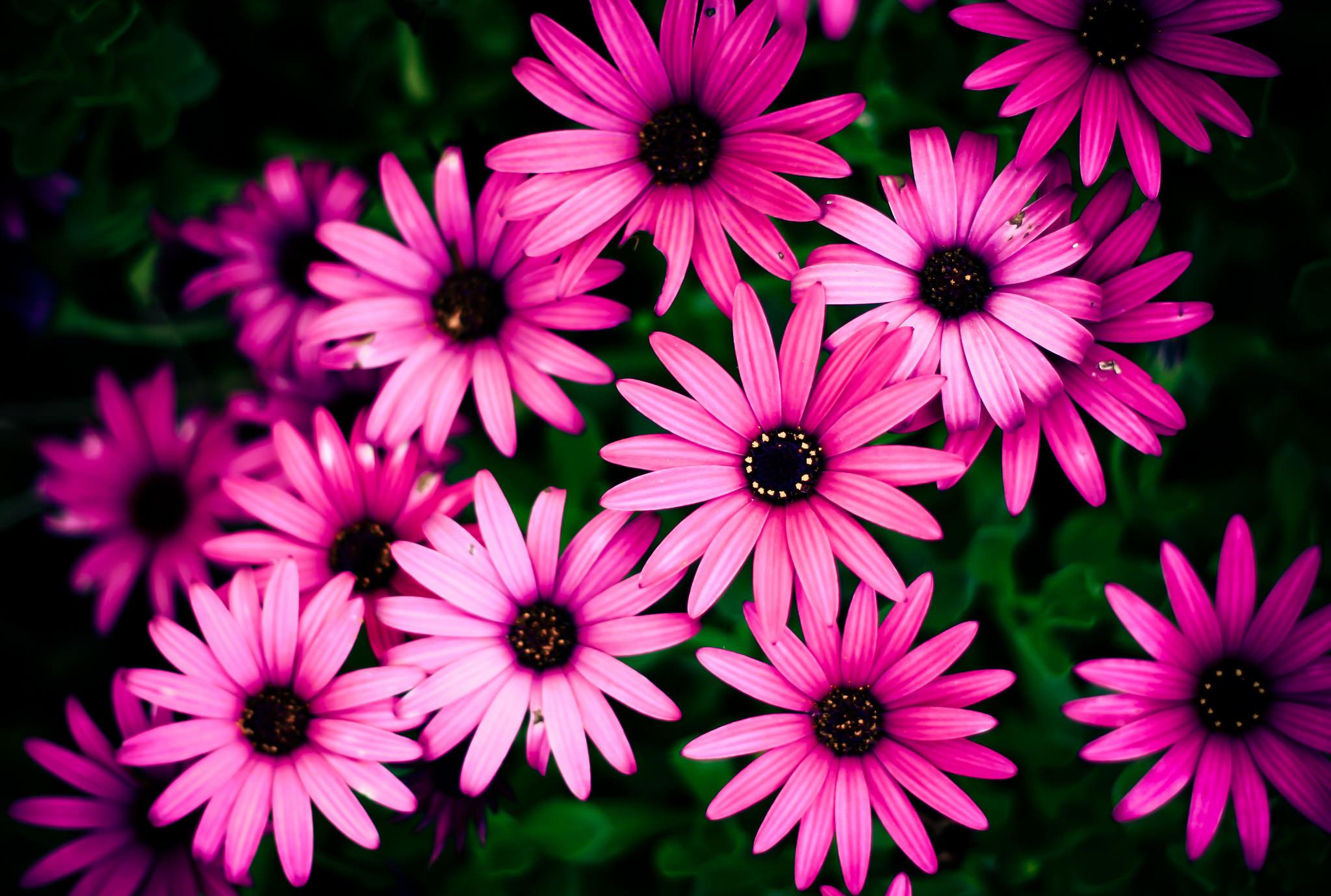 2048x1379 Pink Daisy Flowers Background HD Wallpaper