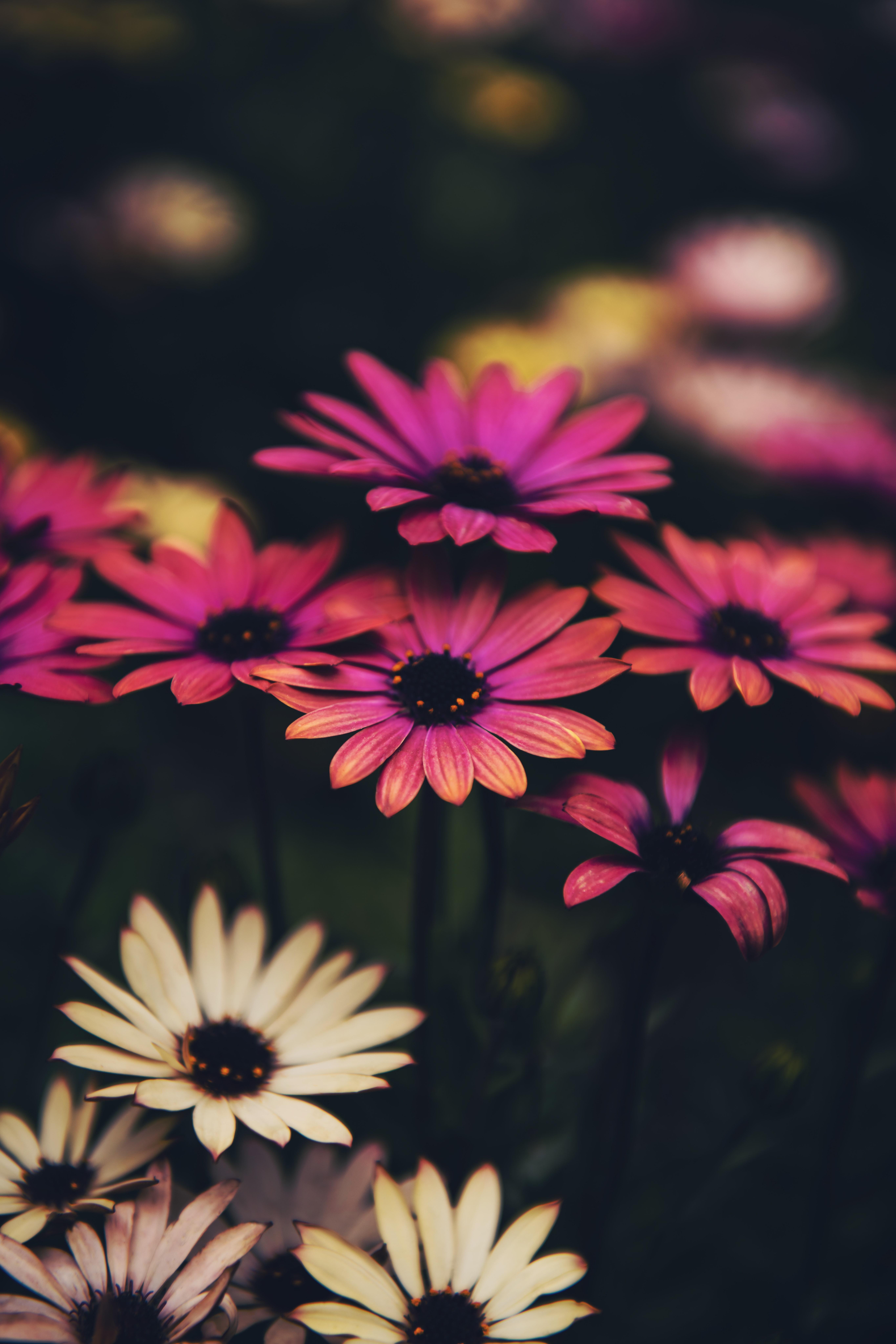 5461x8192 Pink Daisy Flowers · Free