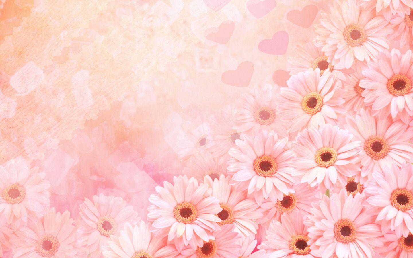 1440x900 Pink Daisies Wallpaper
