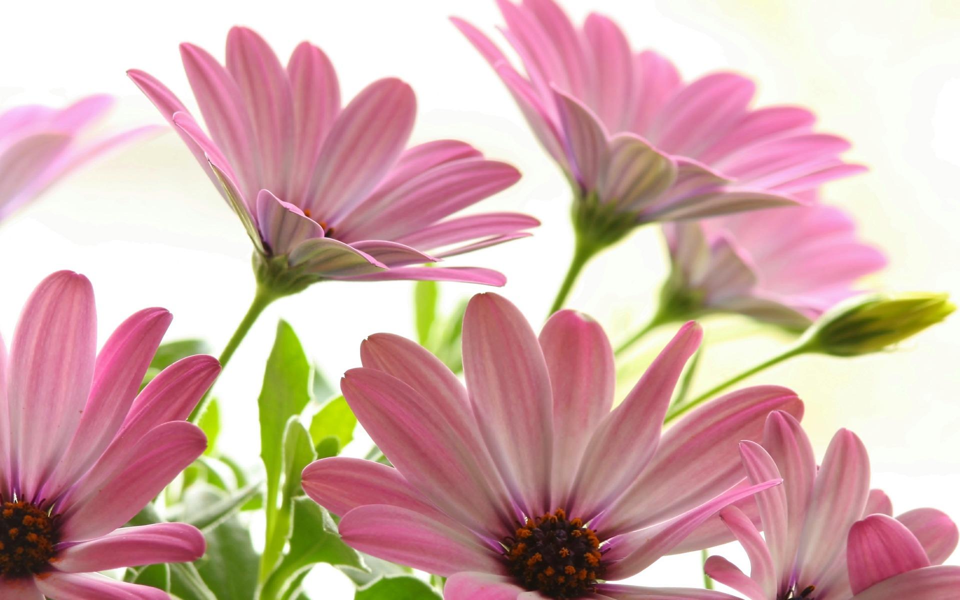 1920x1200 Free Daisy Background
