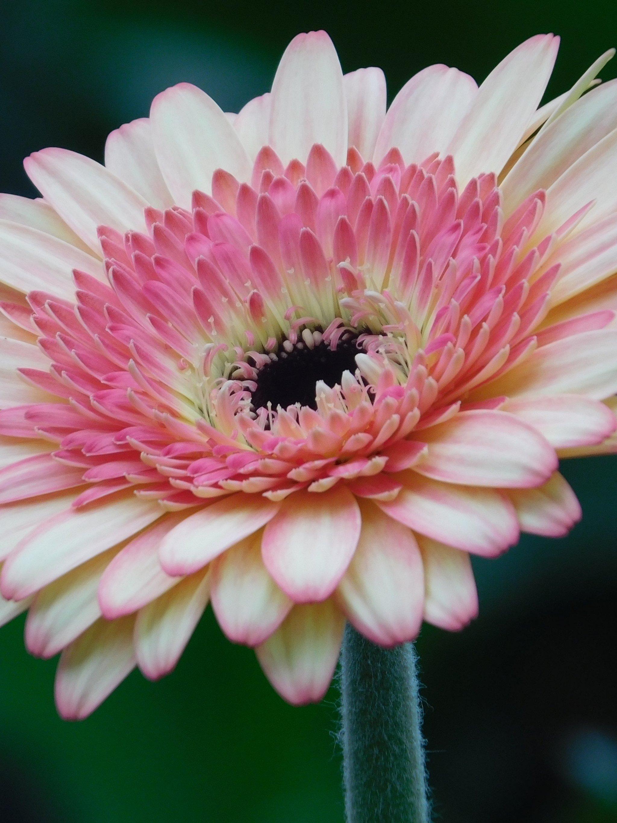 2048x2732 Pink Gerbera Daisy Flower Wallpaper, Android & Desktop Background