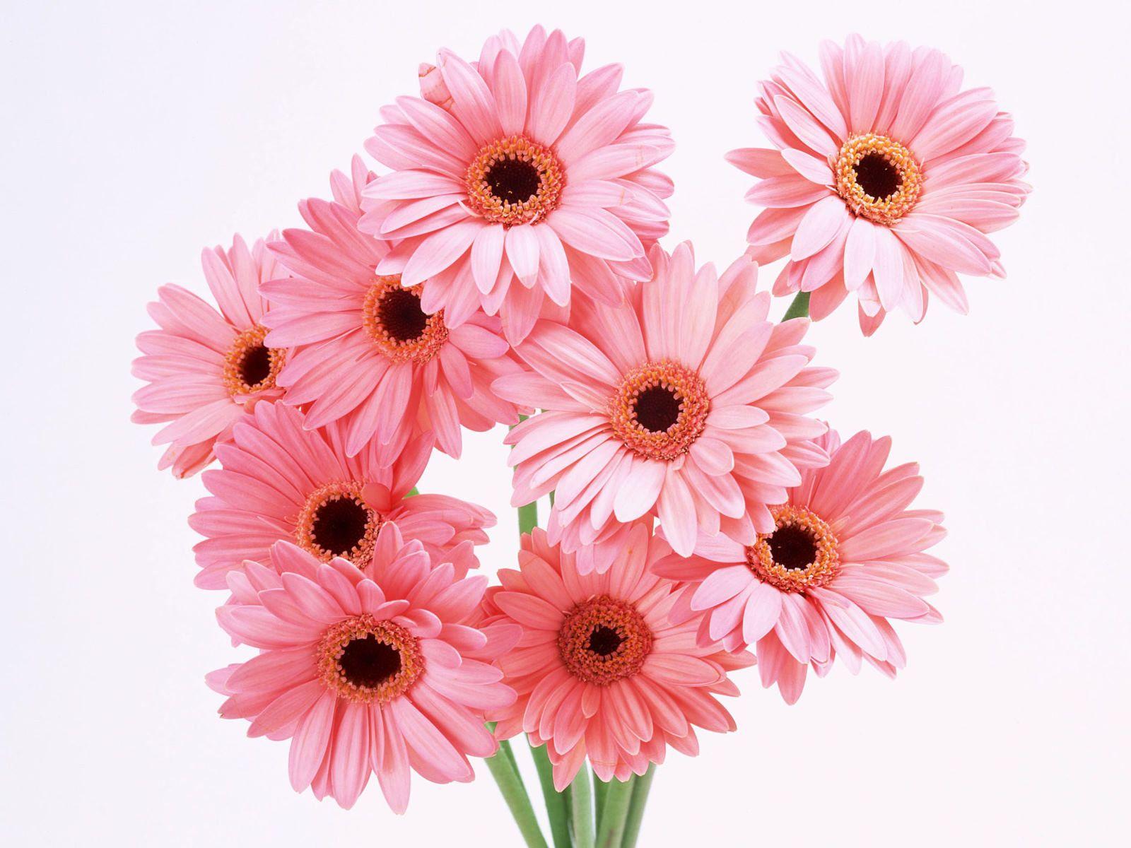 1600x1200 Pink flowers. Pink flowers wallpaper, Beautiful flowers image, Flower image wallpaper