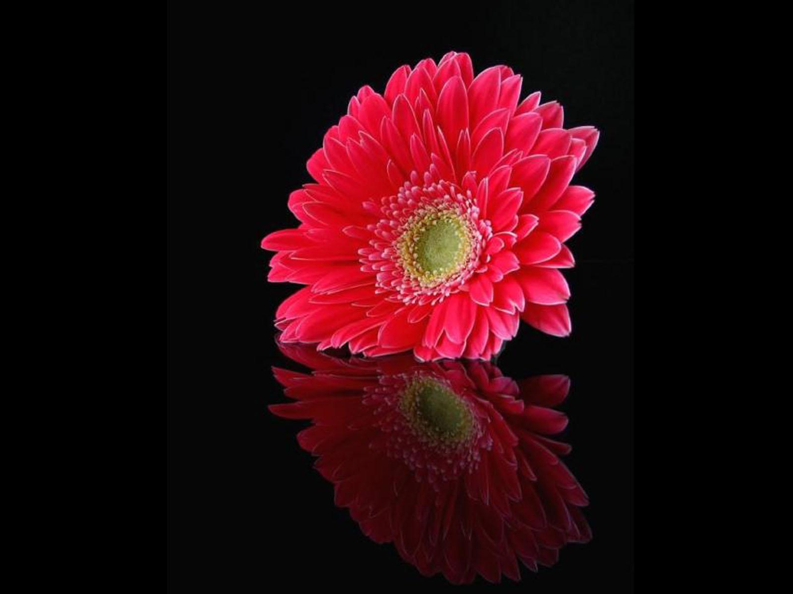 1600x1200 HD Wallpaper: Pink Daisy Flowers Picture
