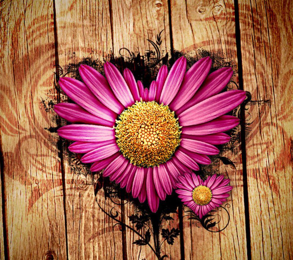 960x854 Pink Daisy Flower Love