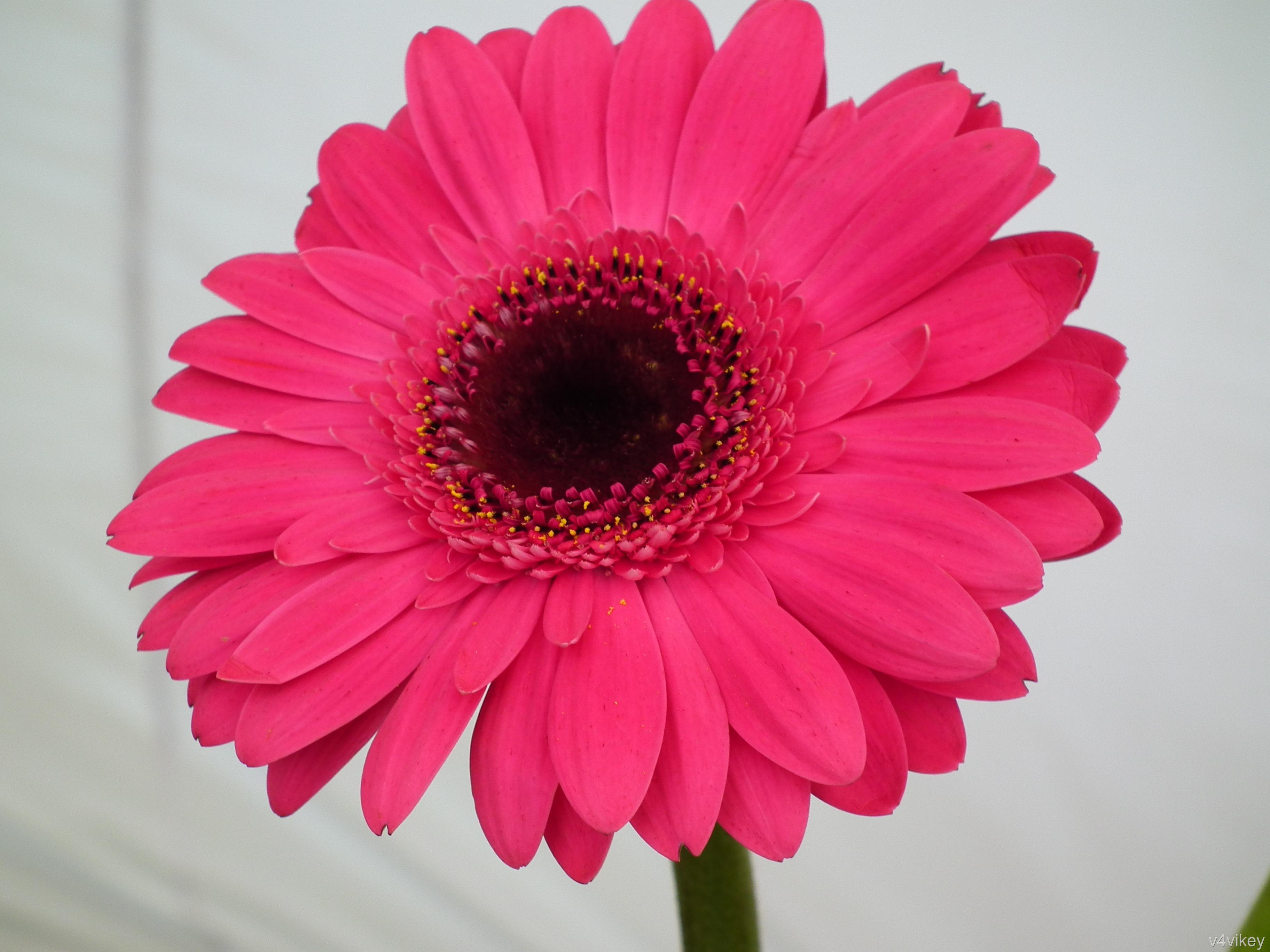 Pink Gerbera Daisy Wallpapers - Top Free Pink Gerbera Daisy Backgrounds ...