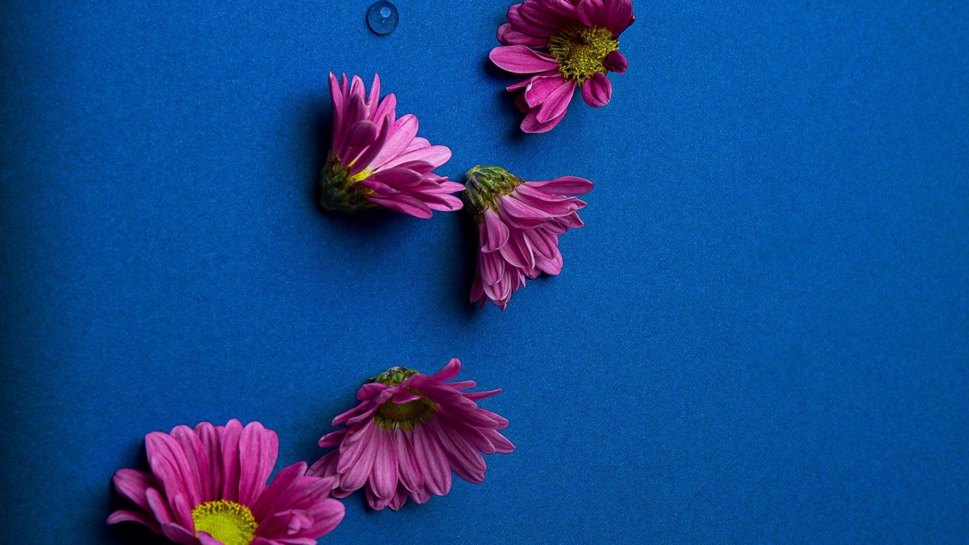 1920x1080 Desktop wallpaper pink daisy, flowers, HD image, picture, background, eef1ac