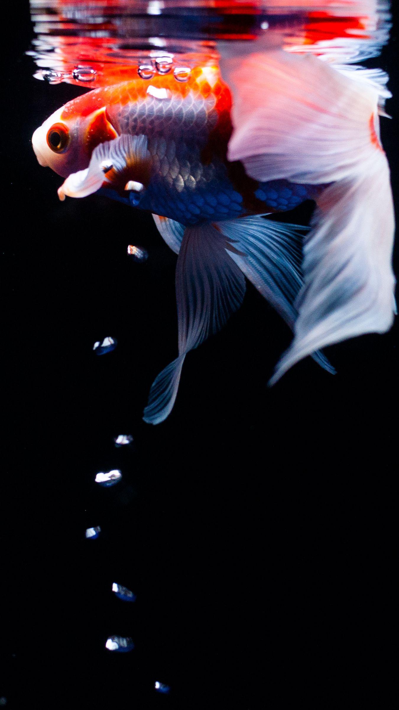 1350x2400 Wallpaper Koi, Carp, Fish, Tail, Fins, Water, Under Koi Fish Wallpaper HD HD Wallpaper