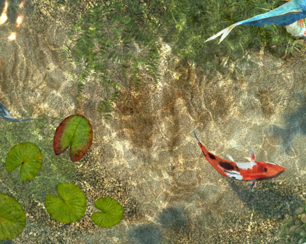 1020x816 Koi Fish 3D Screensaver