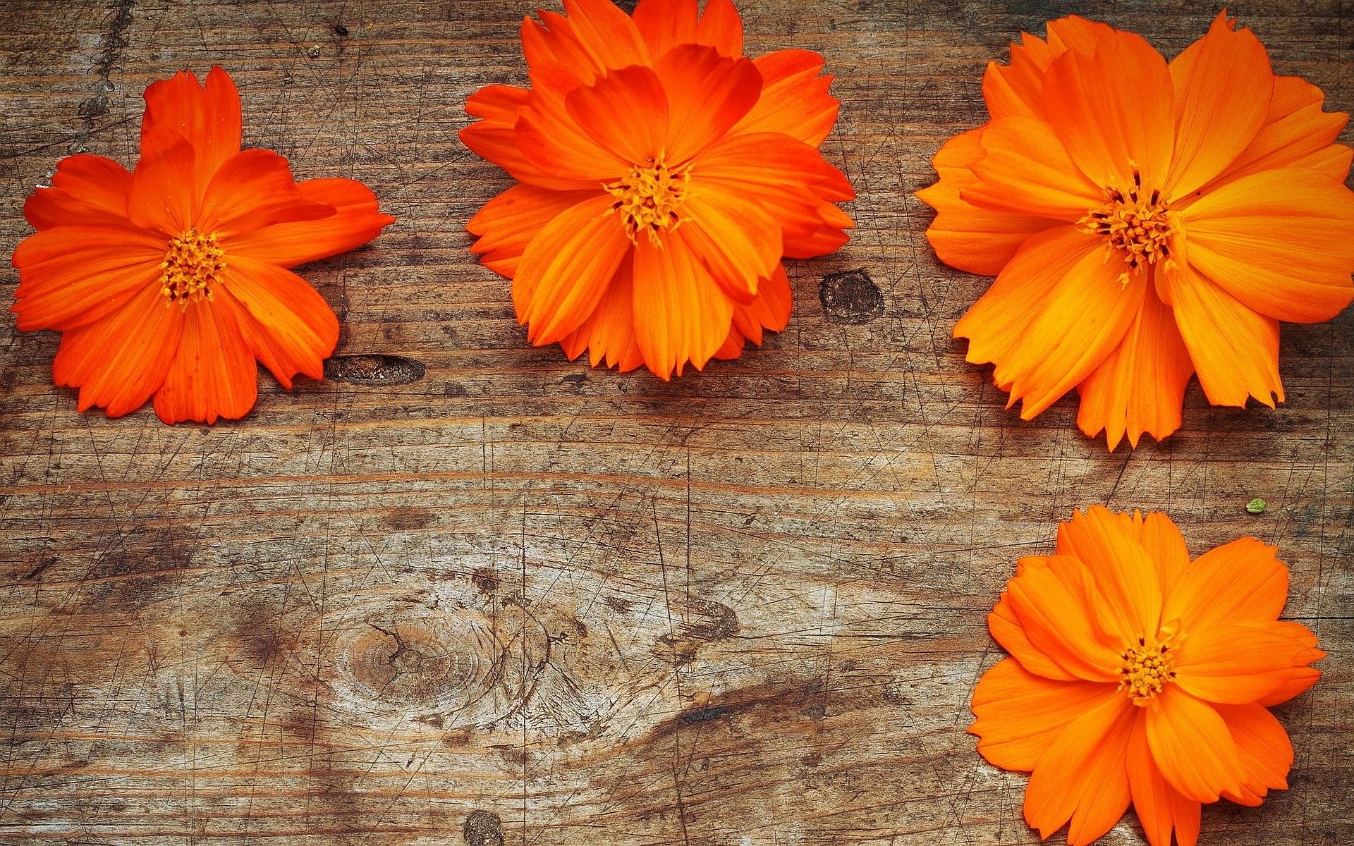 1920x1200 Orange Flowers Wood