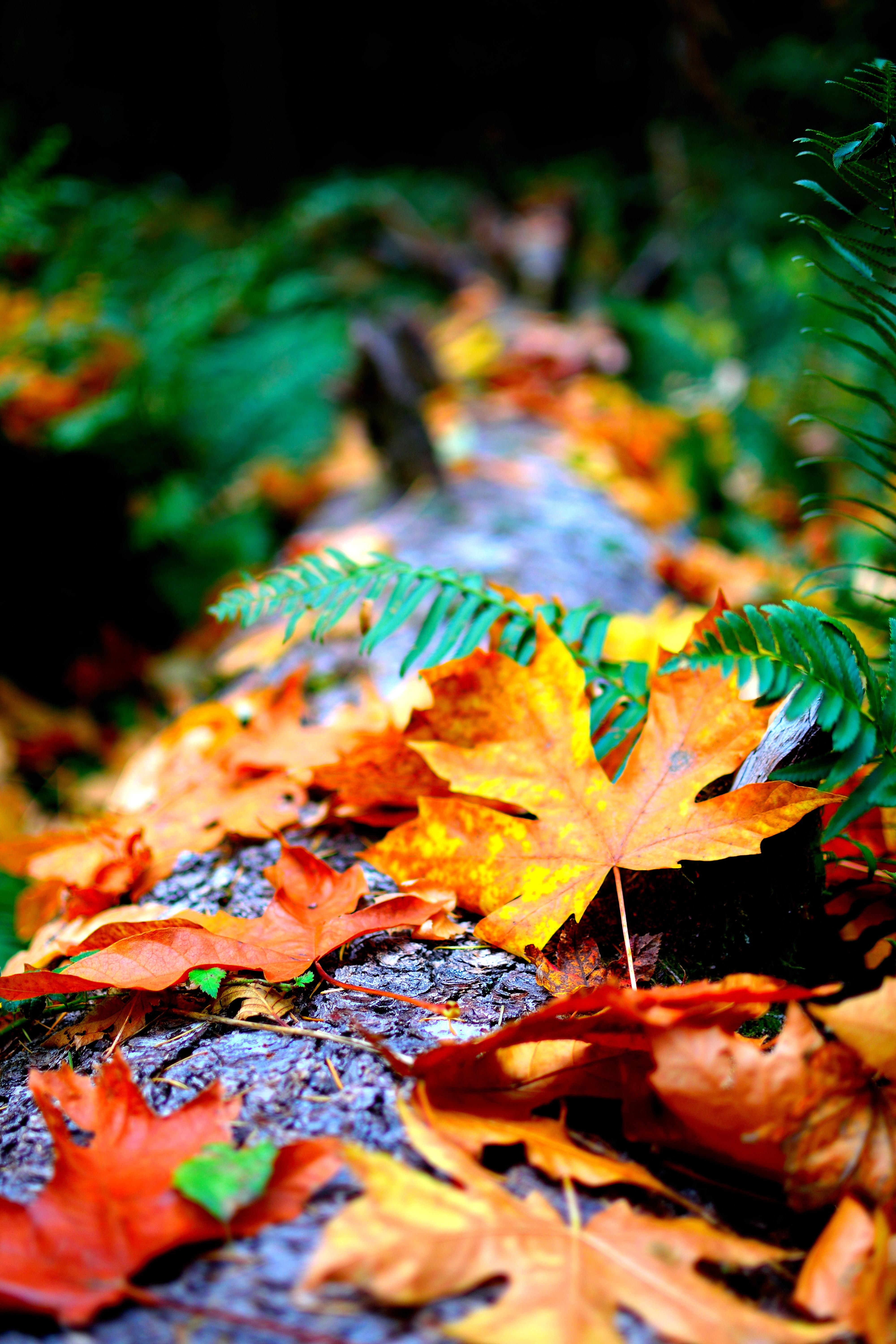 4000x6000 Close Up Photo Of Dry Leaves · Free