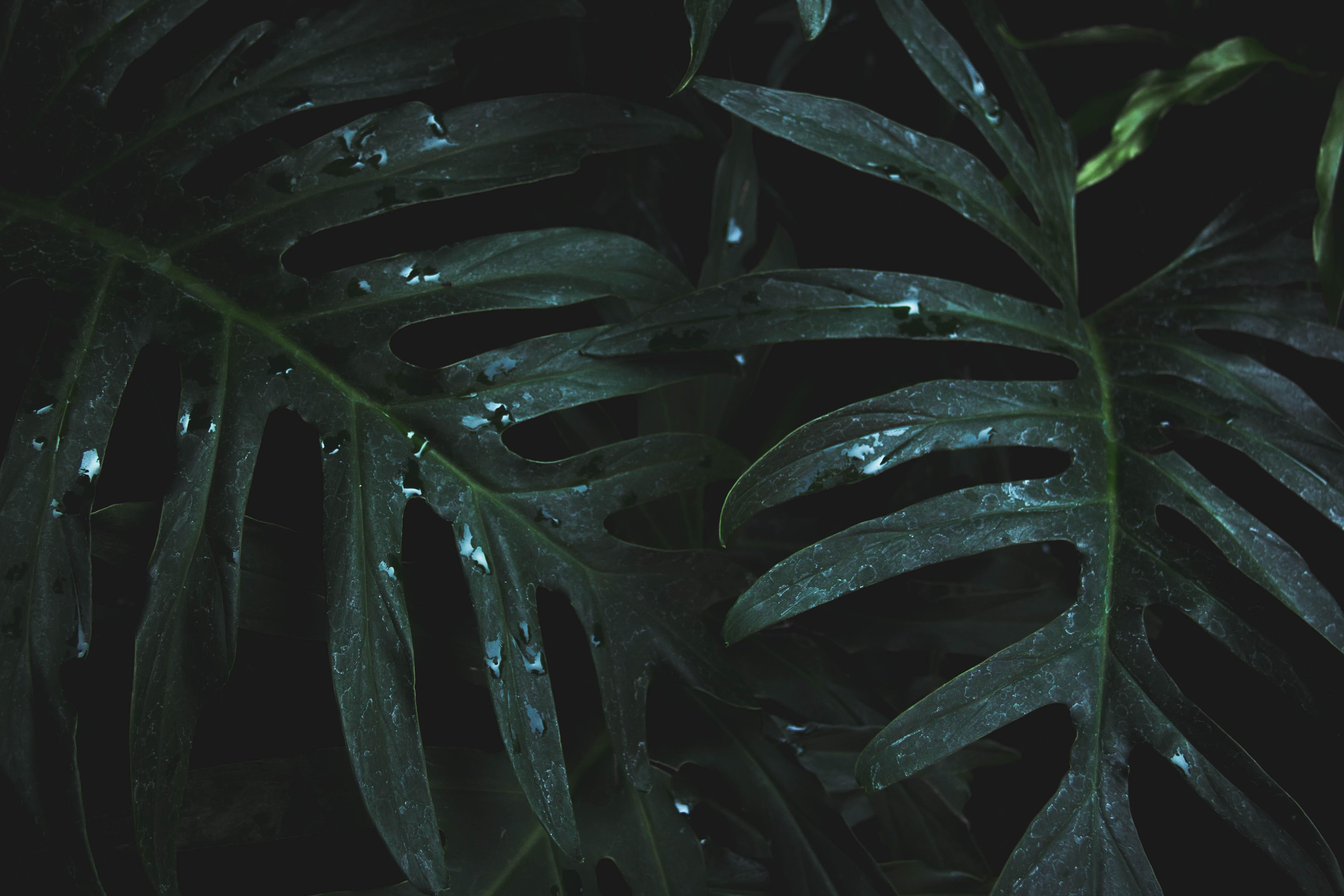 5184x3456 Close Up Photo Of Wet Leaves · Free