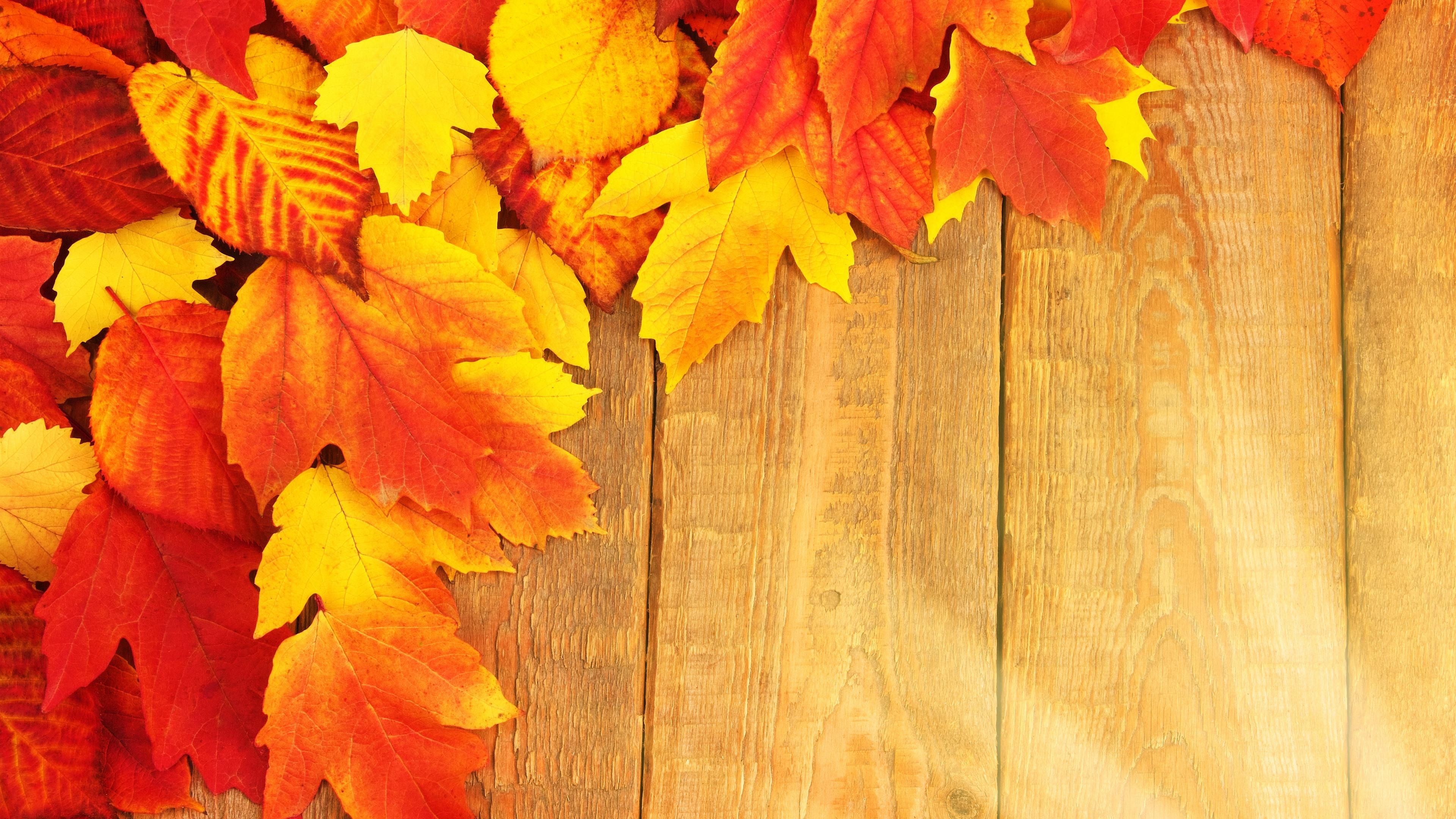 3840x2160 Wallpaper Orange and yellow maple leaves, wood board 3840x2160 UHD 4K Picture, Image
