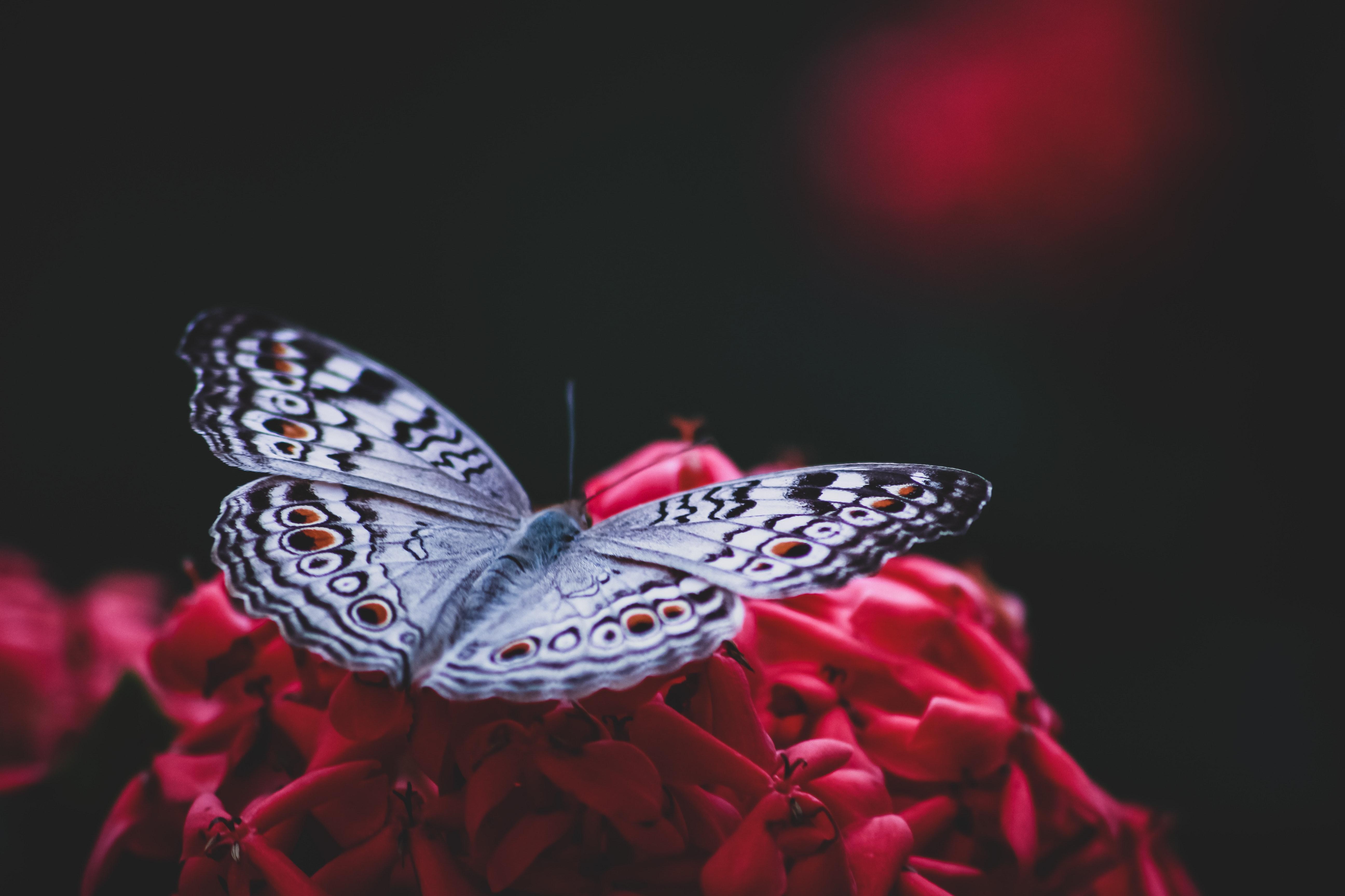 5184x3456 Silver and Black Butterfly on Red Artificial Flower · Free