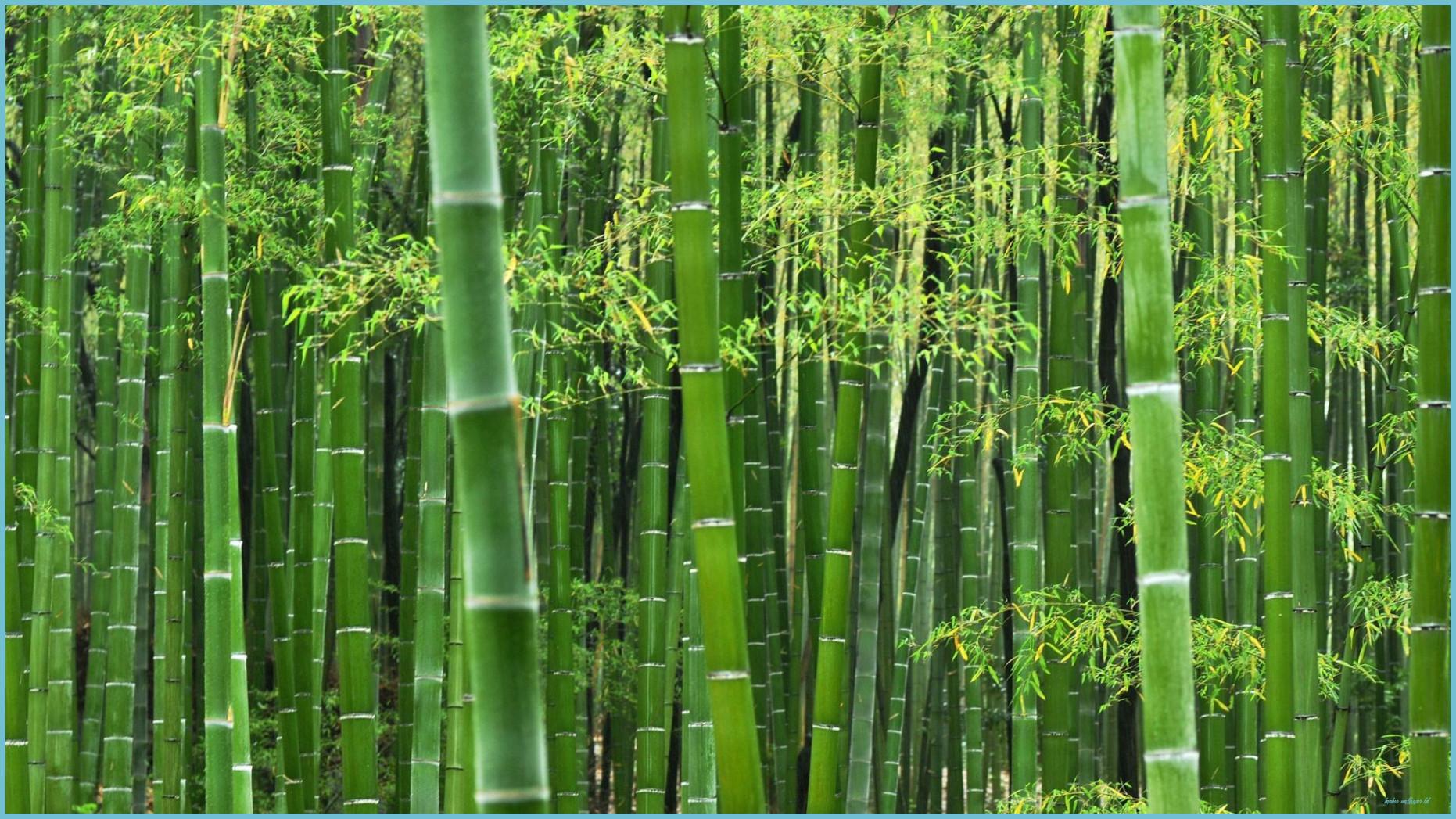 1862x1047 Seven Great Bamboo Wallpaper HD Ideas That You Can Share With Your Friends. Bamboo Wallpaper HD