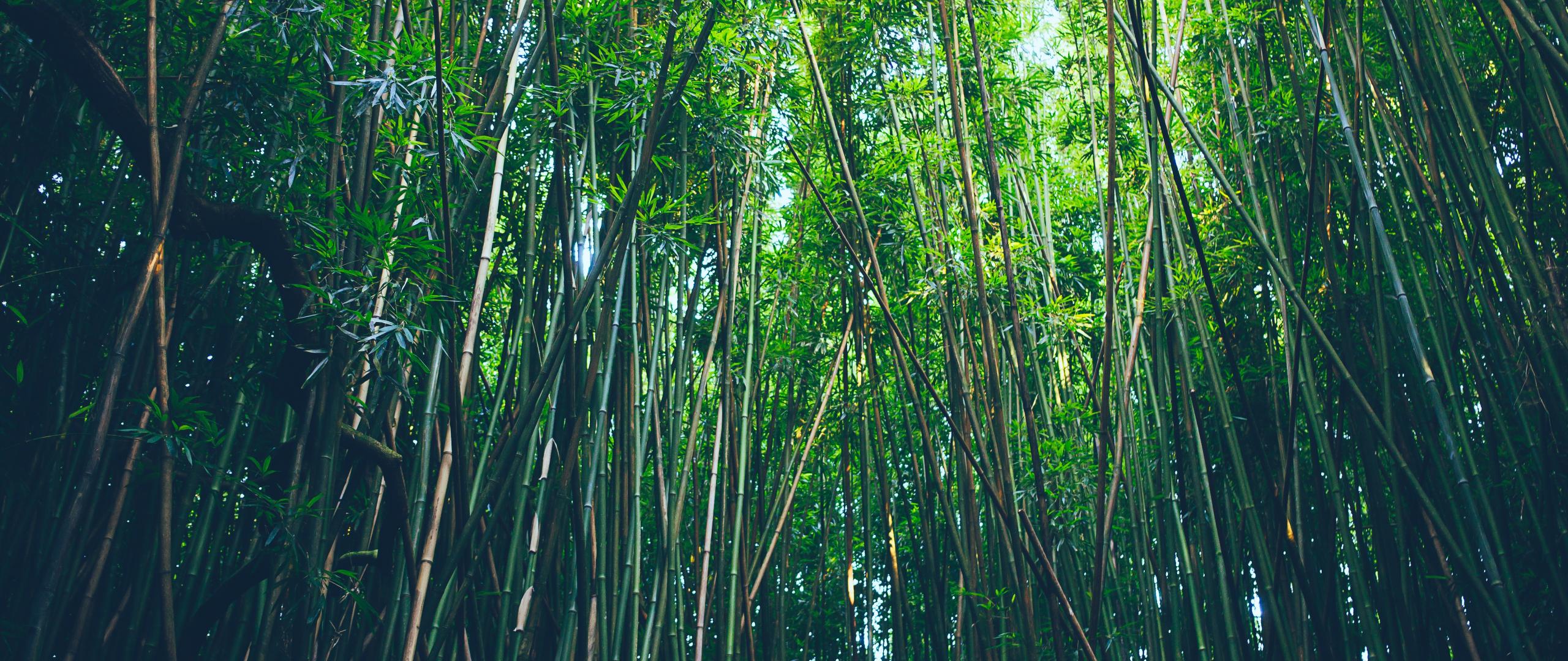 2560x1080 Desktop Wallpaper Bamboo, Trees, Forest, Nature, HD Image, Picture, Background, 34d87b