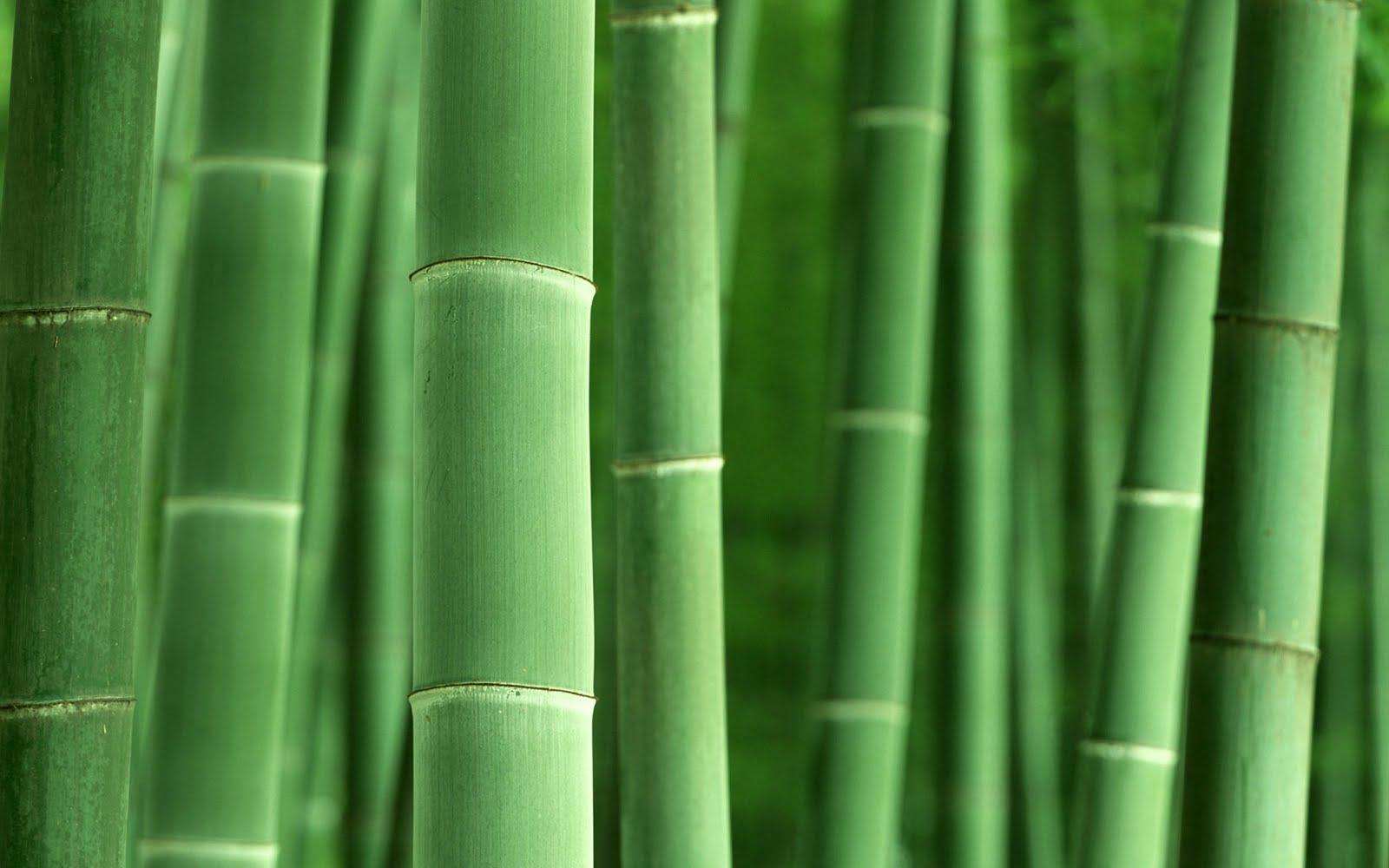1600x1000 pic new posts: Wallpaper Bambu