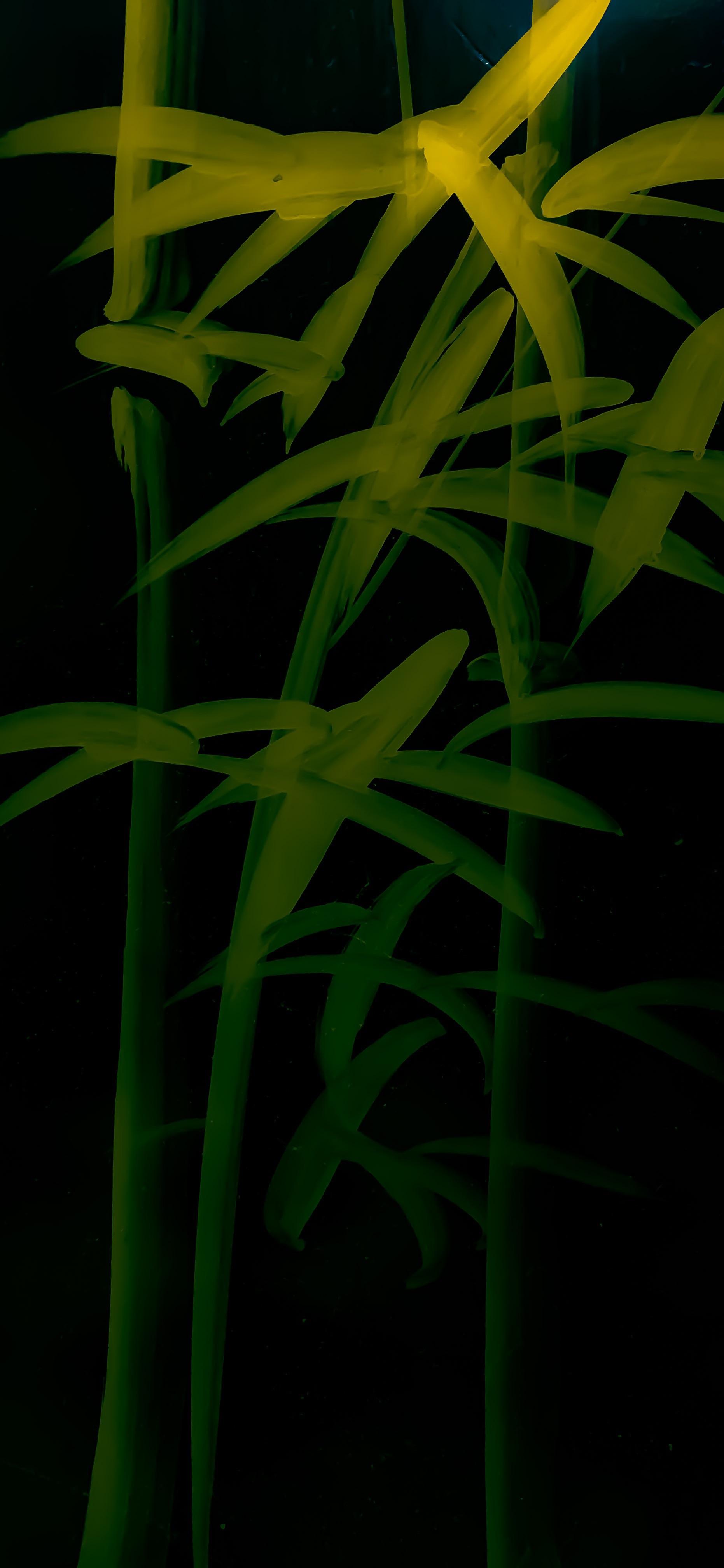 1862x4032 Bamboo. iPhone X Wallpaper X Wallpaper HD