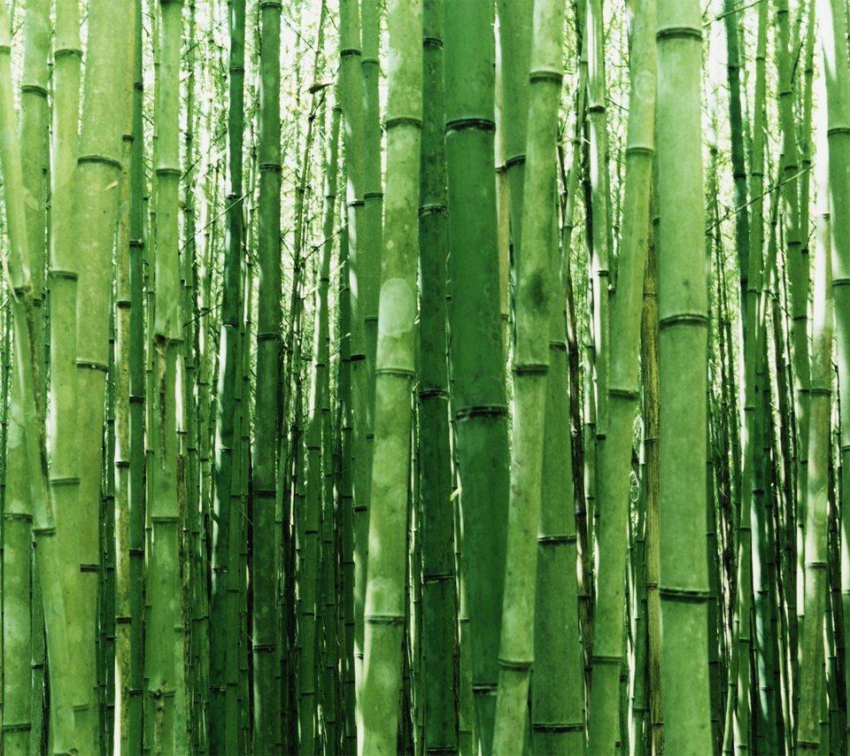 960x854 Free download Green Bamboo Android Wallpaper 960x854 Mobile HD Wallpaper [960x854] for your Desktop, Mobile & Tablet. Explore Bamboo Wallpaper HD. Bamboo Wallpaper for Walls, Bing Bamboo Wallpaper, Bamboo Print Wallpaper