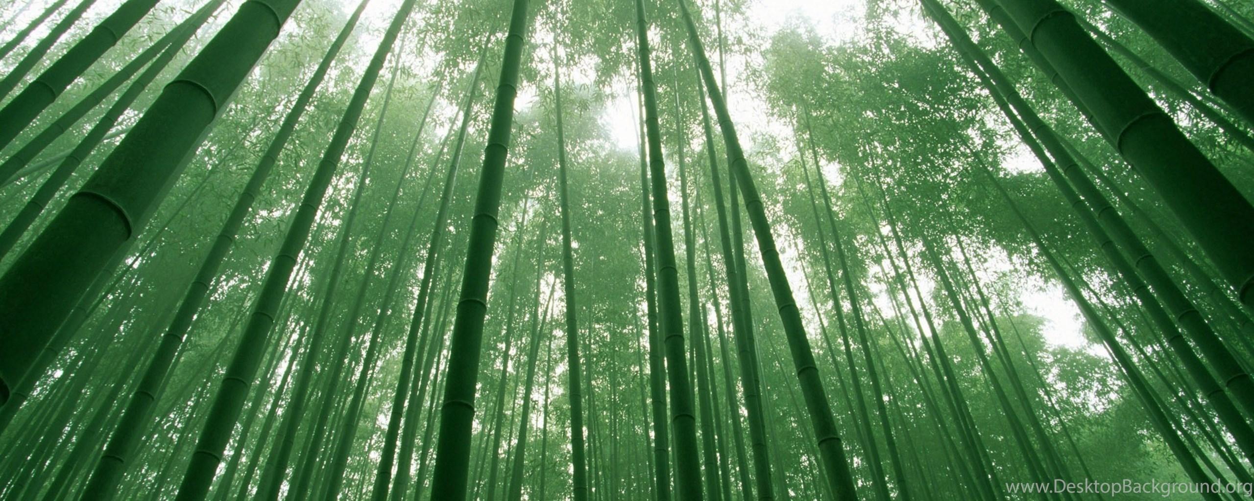 2560x1024 4K Ultra HD Bamboo Wallpaper HD, Desktop Background 3840x2160. Desktop Background