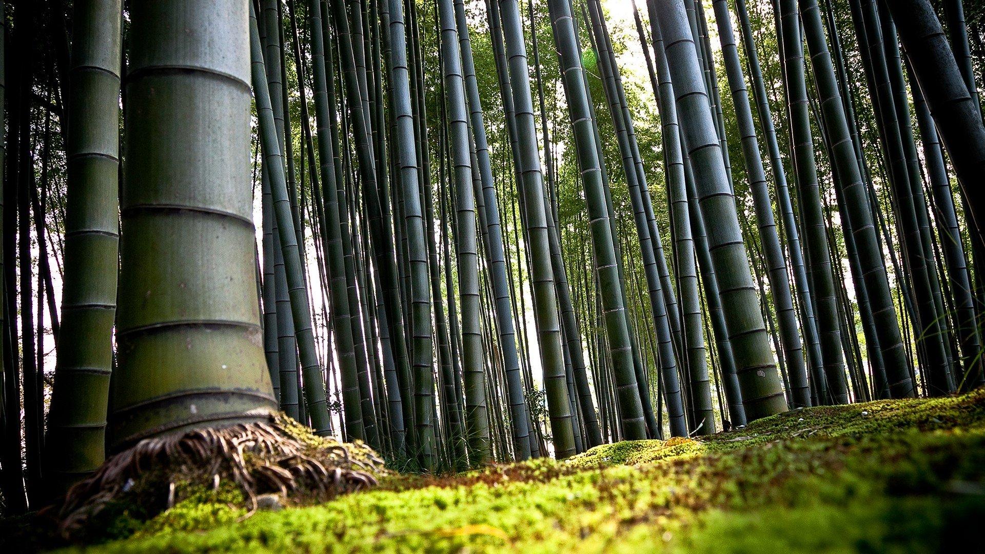 1920x1080 bamboo HD Wallpaper / Desktop and Mobile Image & Photo