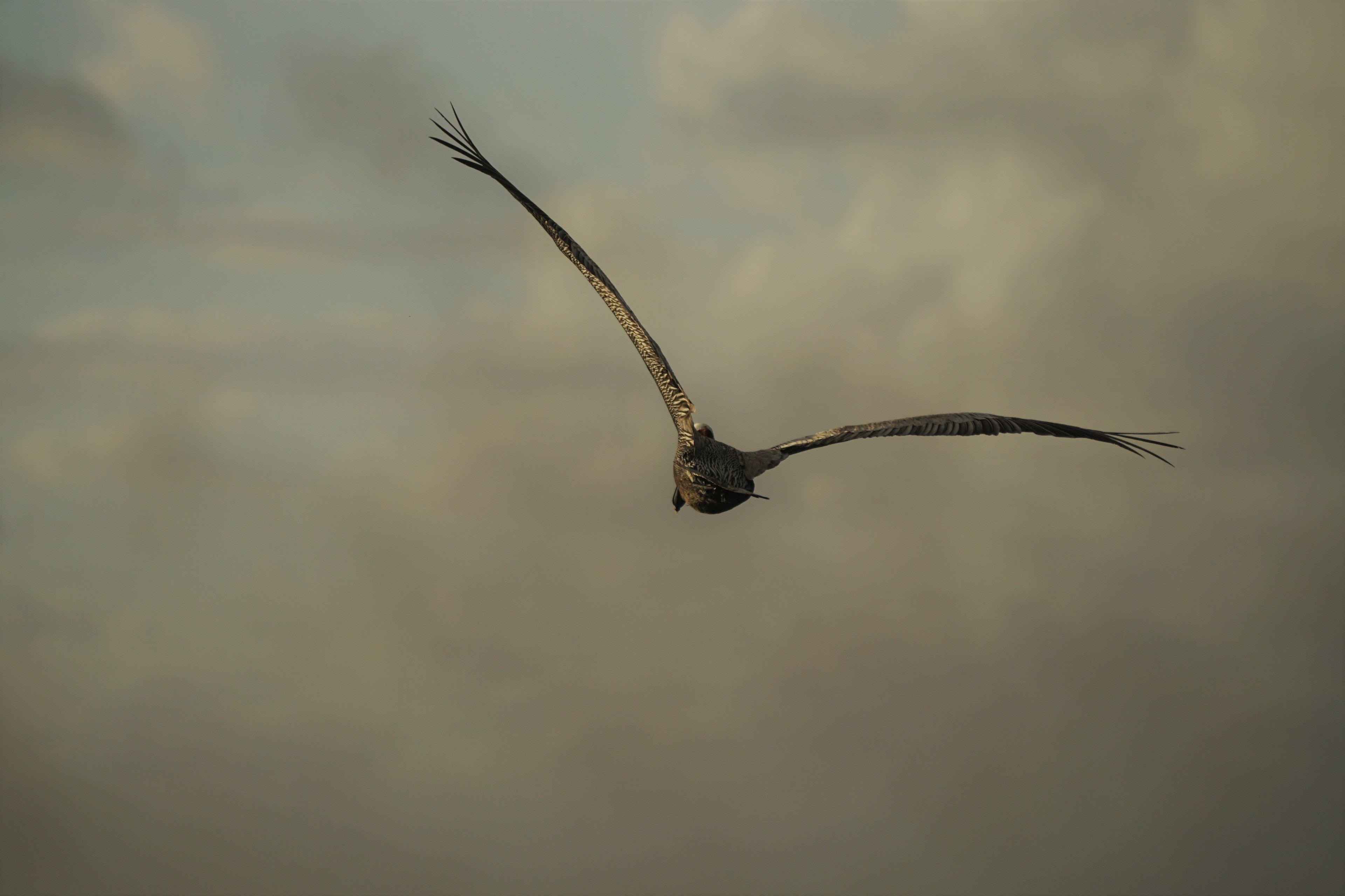 3840x2560 Free : #feather wallpaper and background
