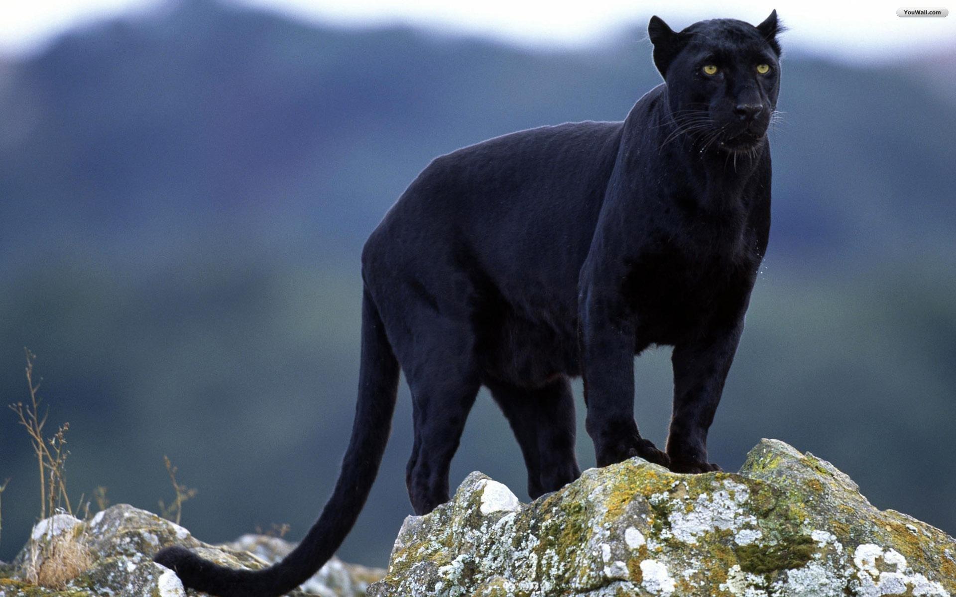 1920x1200 Free download Black Jaguar Animal Wallpaper For Desktop [1920x1200] for your Desktop, Mobile & Tablet. Explore Jaguar Desktop Wallpaper. Black Jaguar Wallpaper, Jaguar HD Wallpaper, Jaguar XF Wallpaper HD