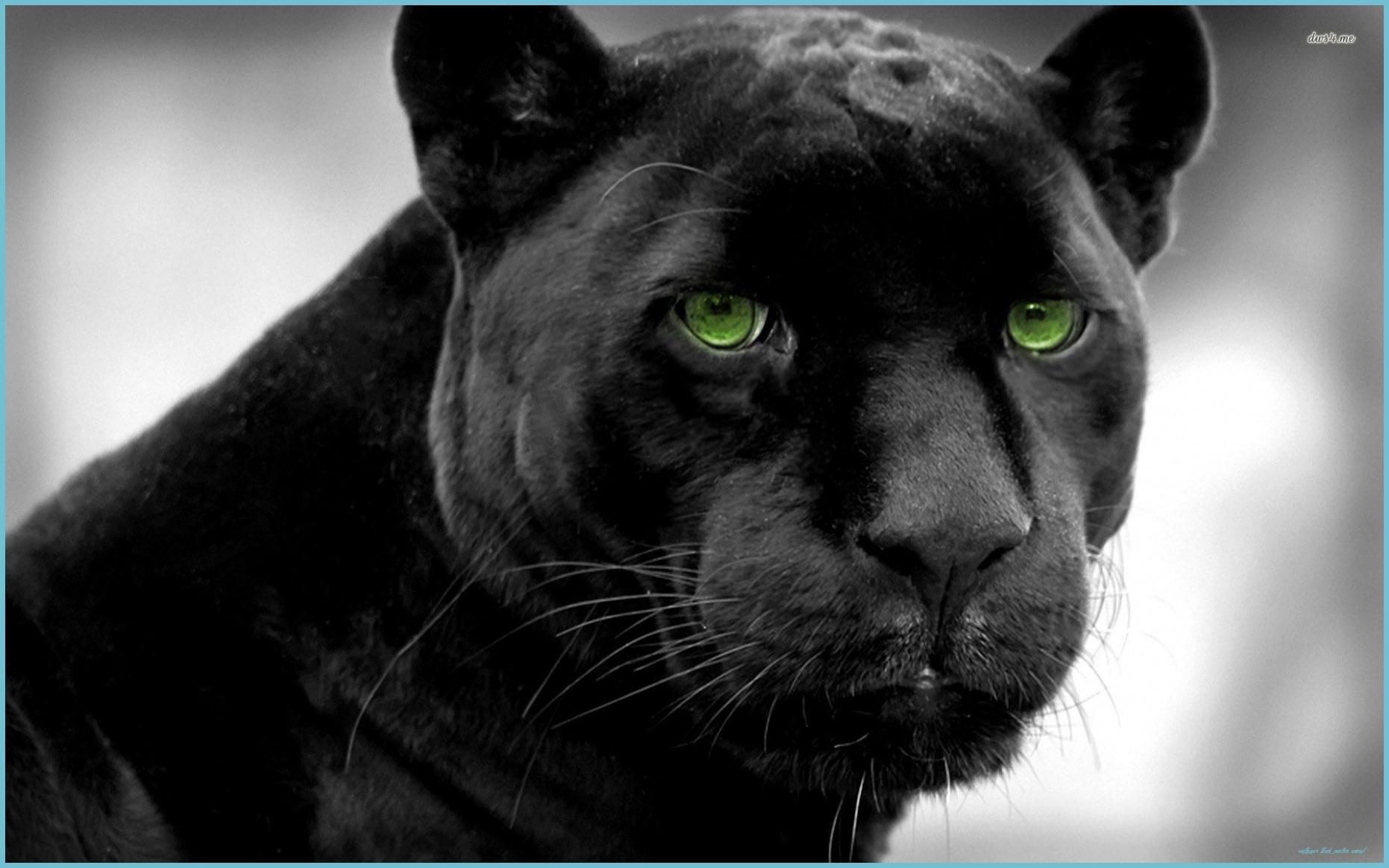 1862x1164 Black Panther HD Wallpaper Black Jaguar Animal, Jaguar Animal Black Panther Animal