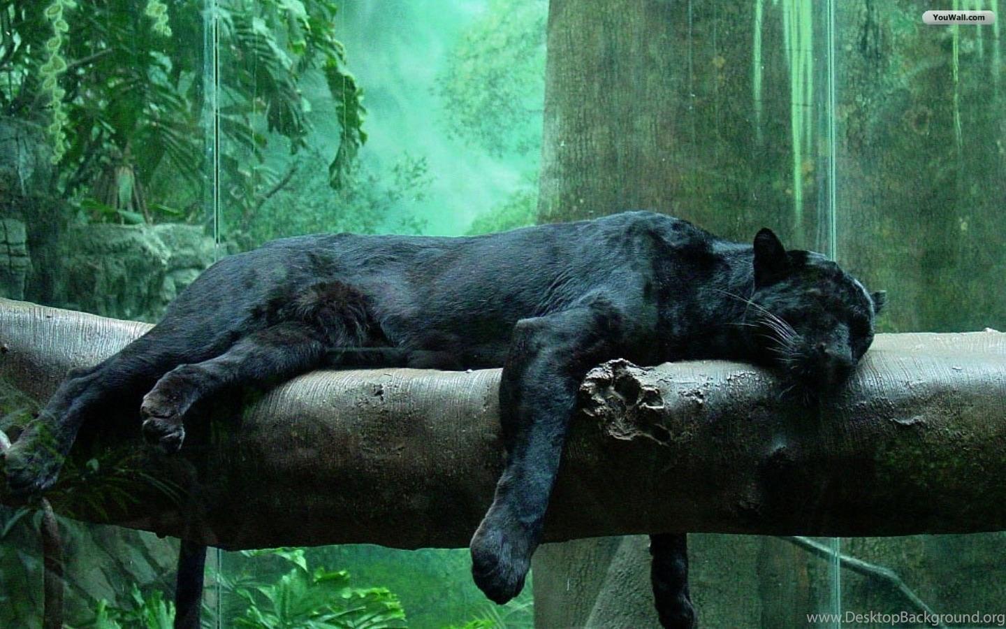1440x900 Jaguar Black Panther Wallpaper, Black Jaguar Wallpaper JohnyWheels Desktop Background