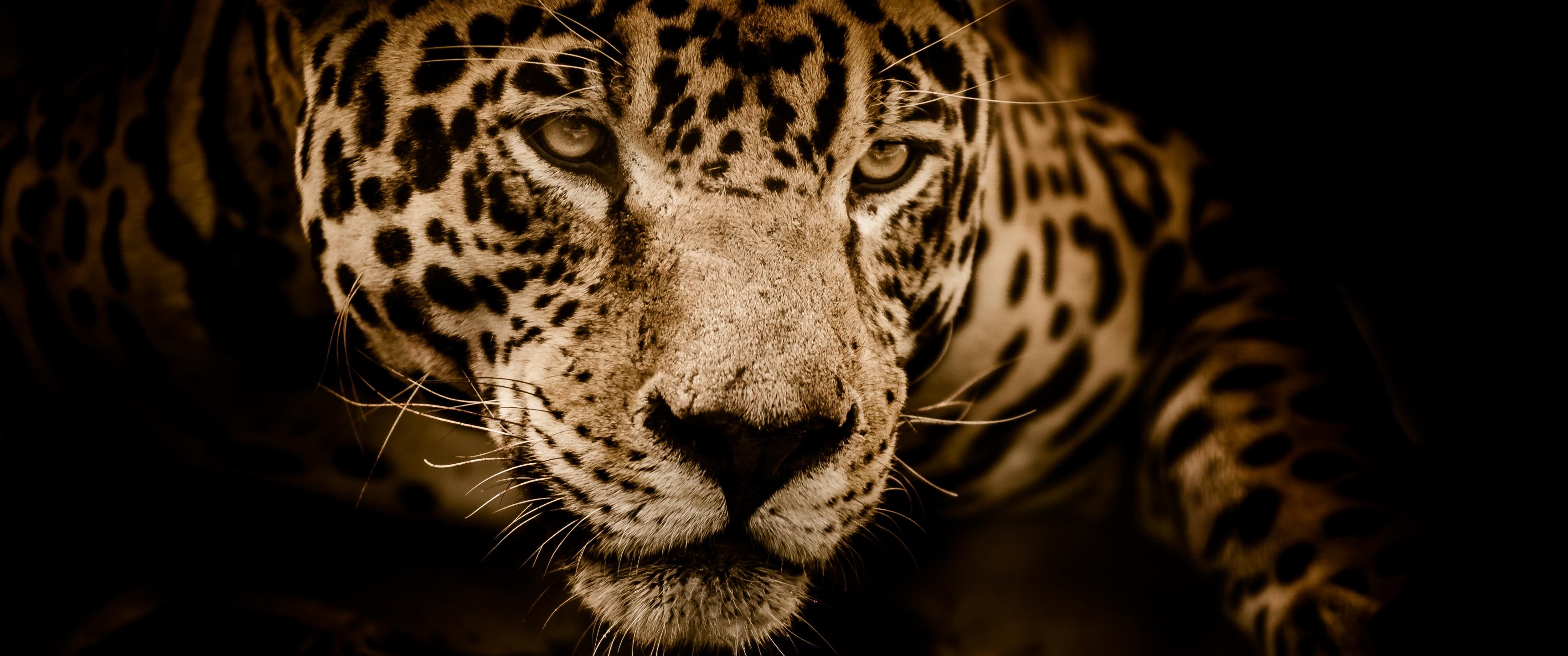 3440x1440 Jaguar Wallpaper 4K, Wildcat, Black background, Wild animal, Animals