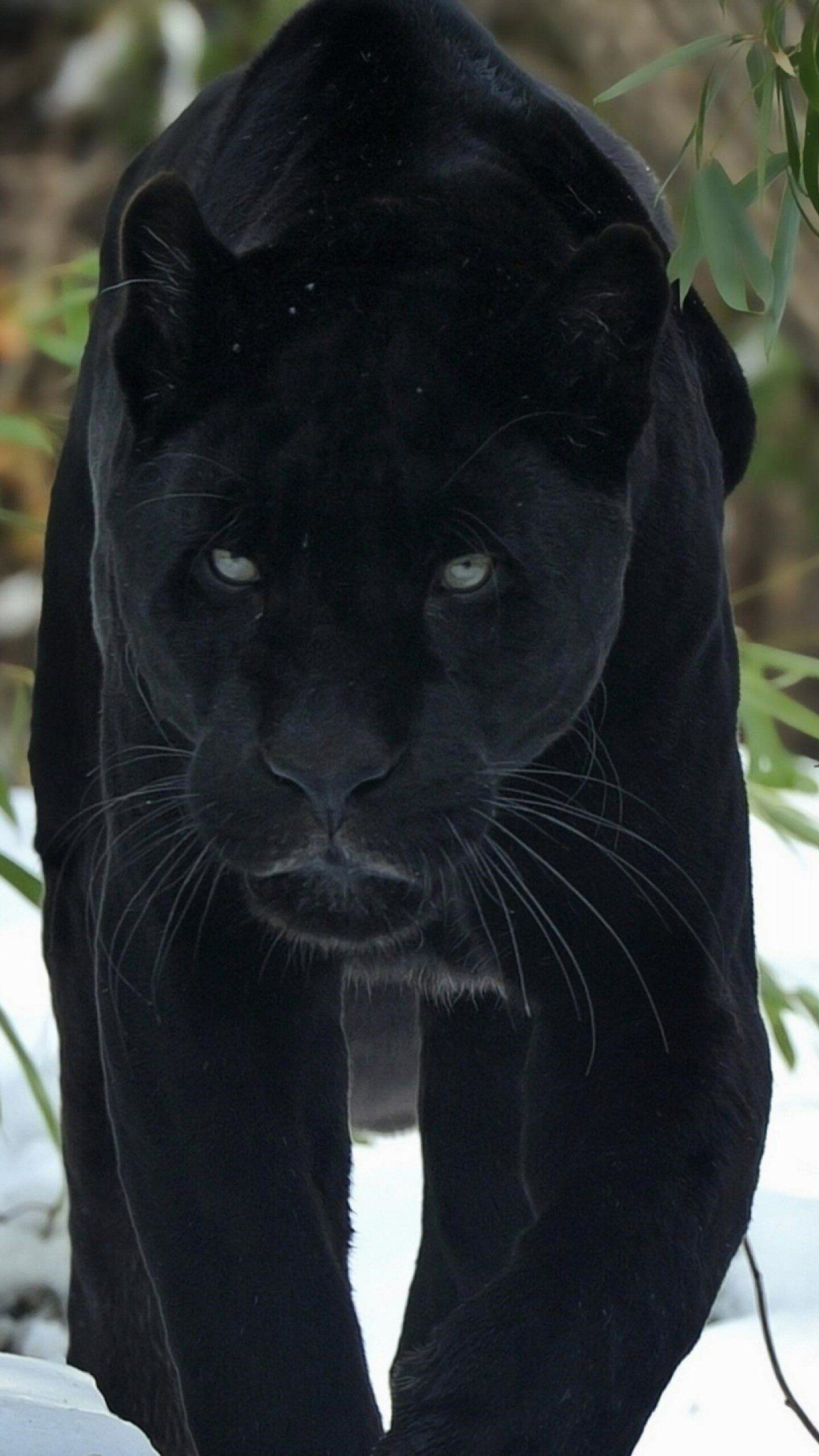 1440x2560 Black Jaguar Wallpaper For Mobile