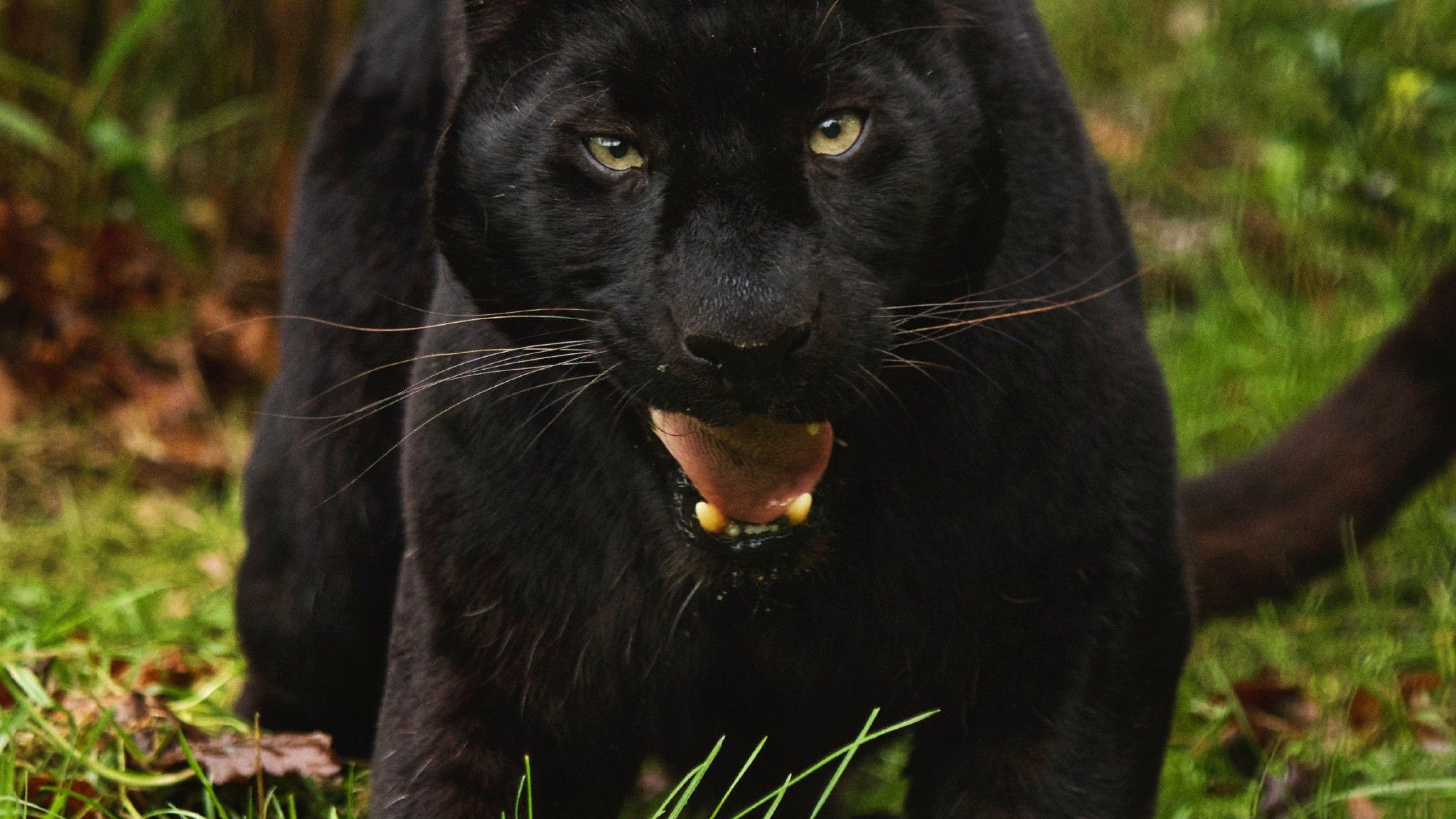 3840x2160 Black Panther. Animal wallpaper, Black panther HD wallpaper, Wild animal wallpaper