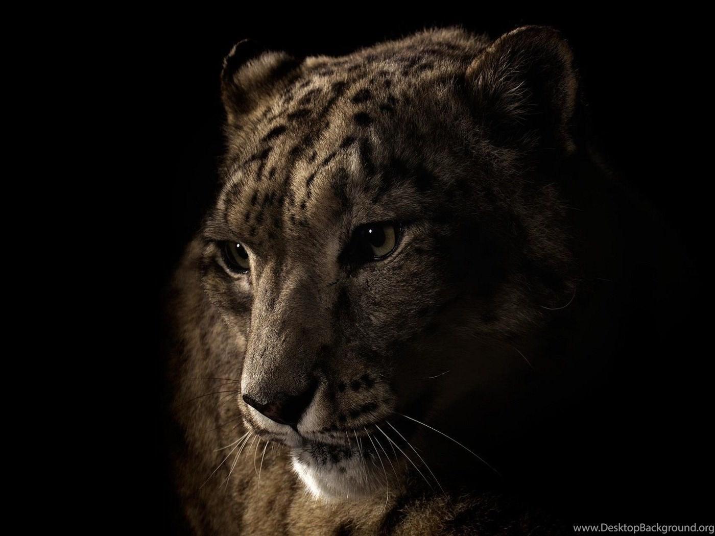 1400x1050 Black Jaguar Animal, Black Jaguar Wallpaper Animal JohnyWheels Desktop Background