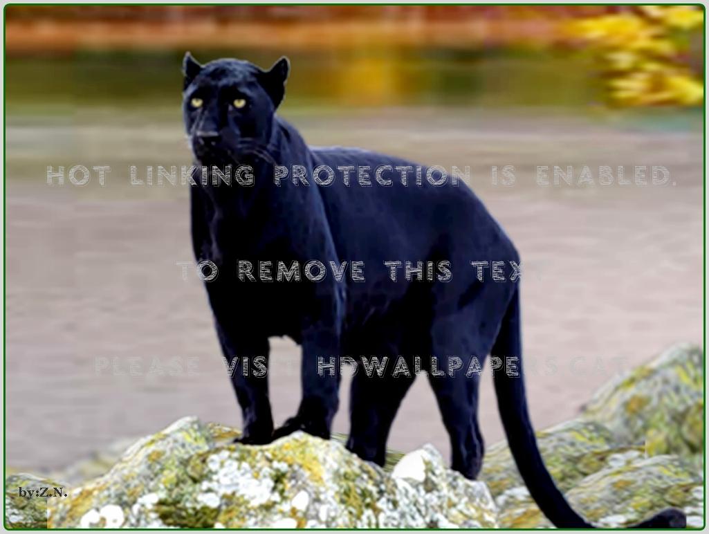 1025x772 black jaguar nature river wild cat jagurar