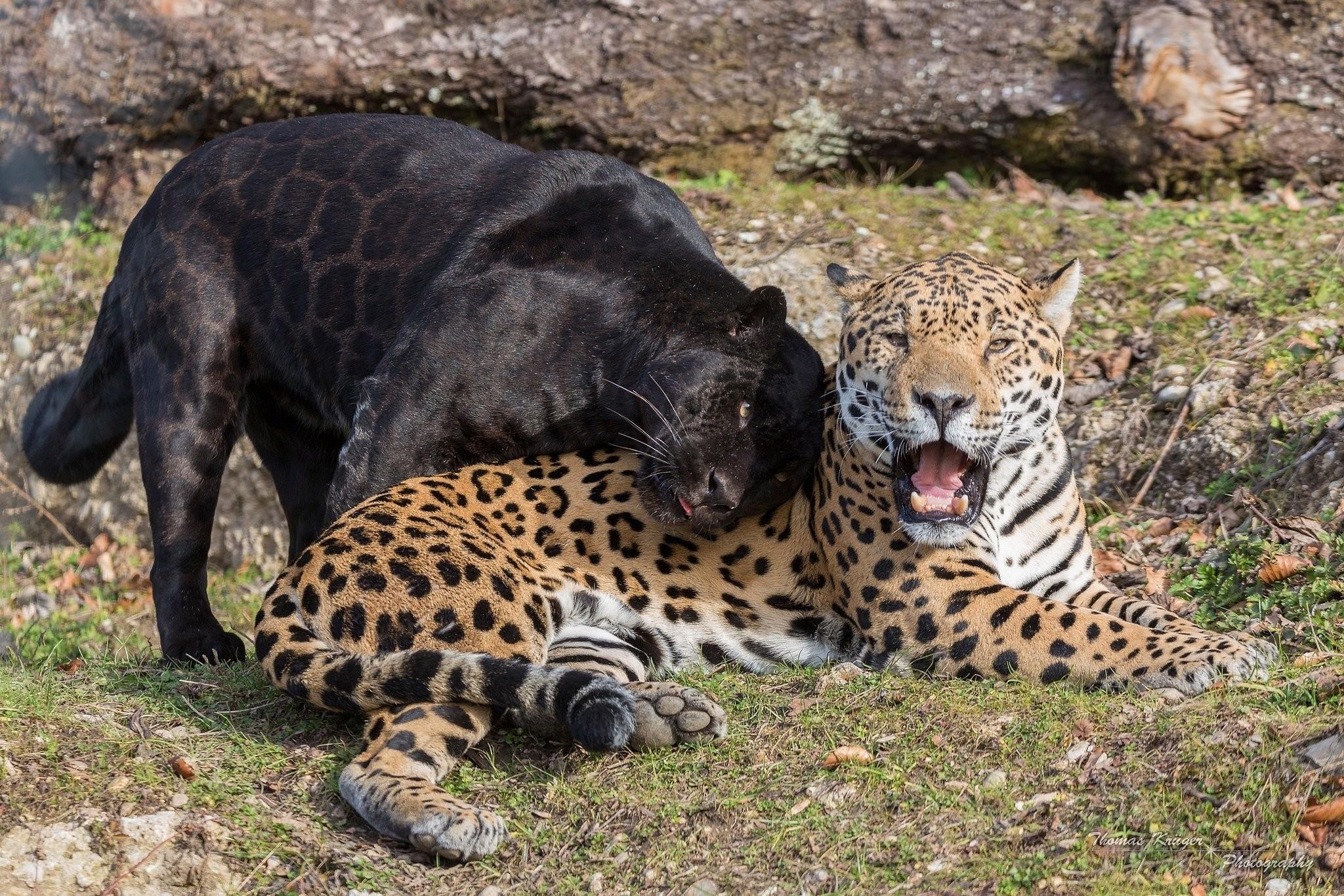 2048x1365 Jaguar And Black Panther