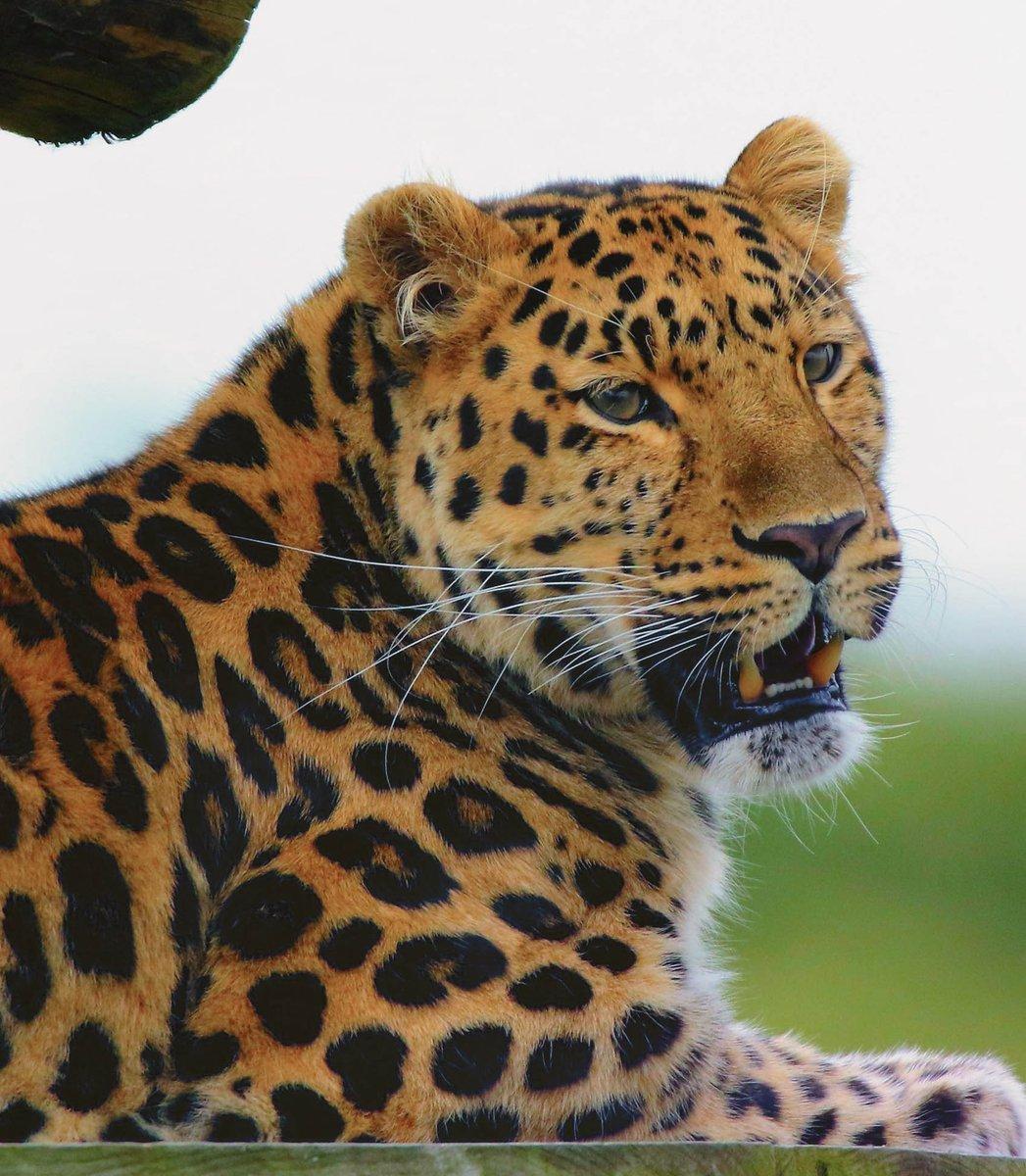 1047x1200 ultrahdwallpaper - #JaguarAnimal HD Wallpaper free download. This is a wild cat species. black jaguar animal HD #wallpaper 1080p black jaguar HD wallpaper download, black jaguar wallpaper #iPhone