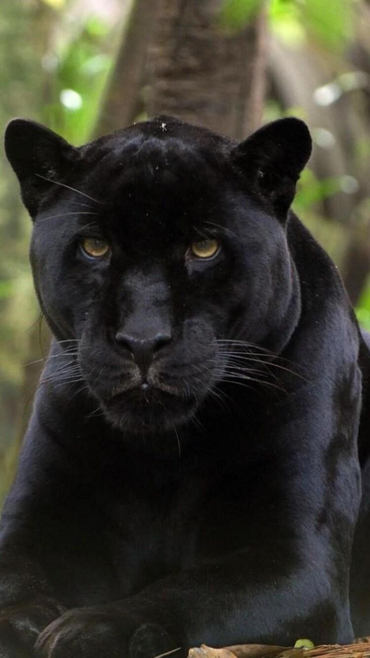 750x1334 Black Panther 2 iPhone iPhone 6S, iPhone 7 HD 4k Wallpaper, Image, Background, Photo and Picture