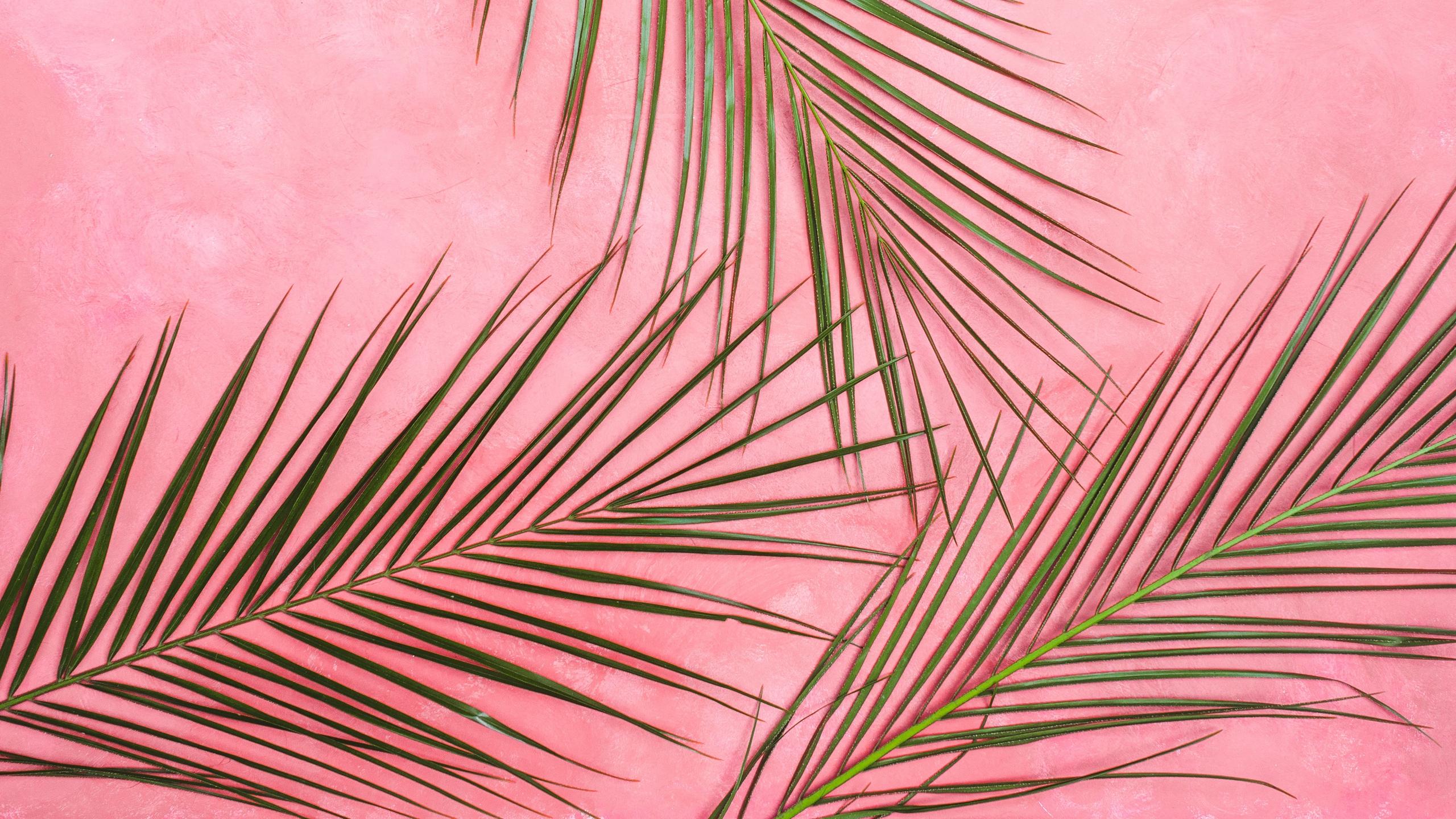 2560x1440 Wallpaper Palm Tree, Branches, Pastel, Leaves, Minimalism Background 1080p HD