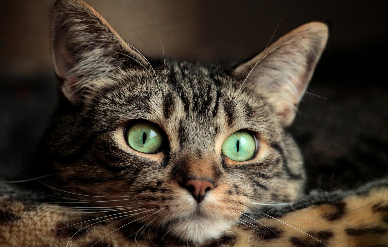 1332x850 Wallpaper eyes, cat, mustache, eyes, cat, mustache image for desktop, section кошки