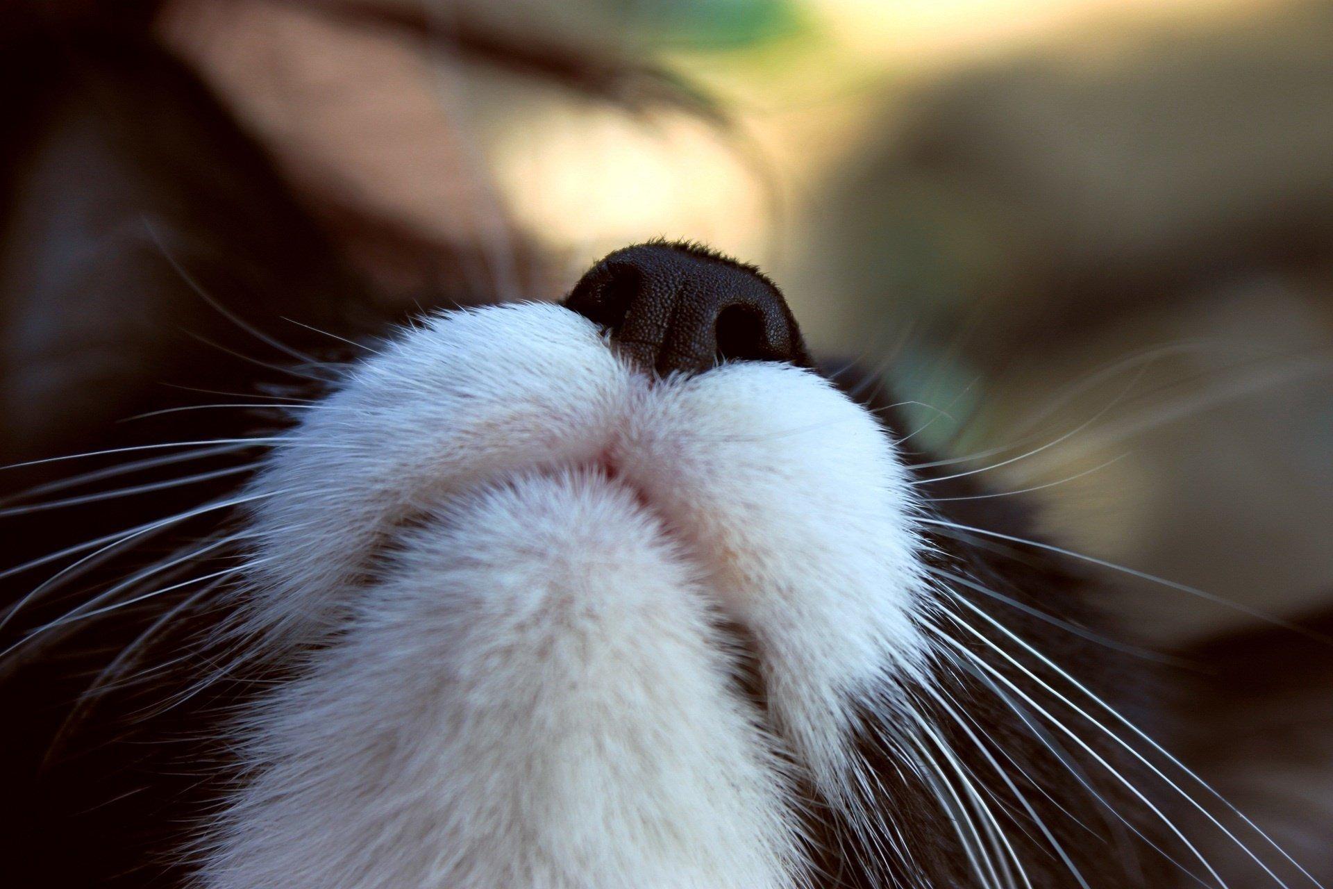 1920x1280 mustache cat macro focus face HD wallpaper