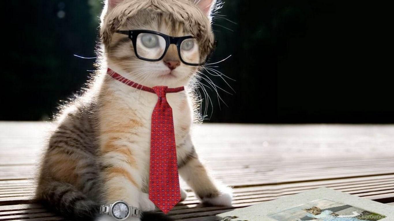 1366x768 Funny Cat Wallpaper Desktop Background