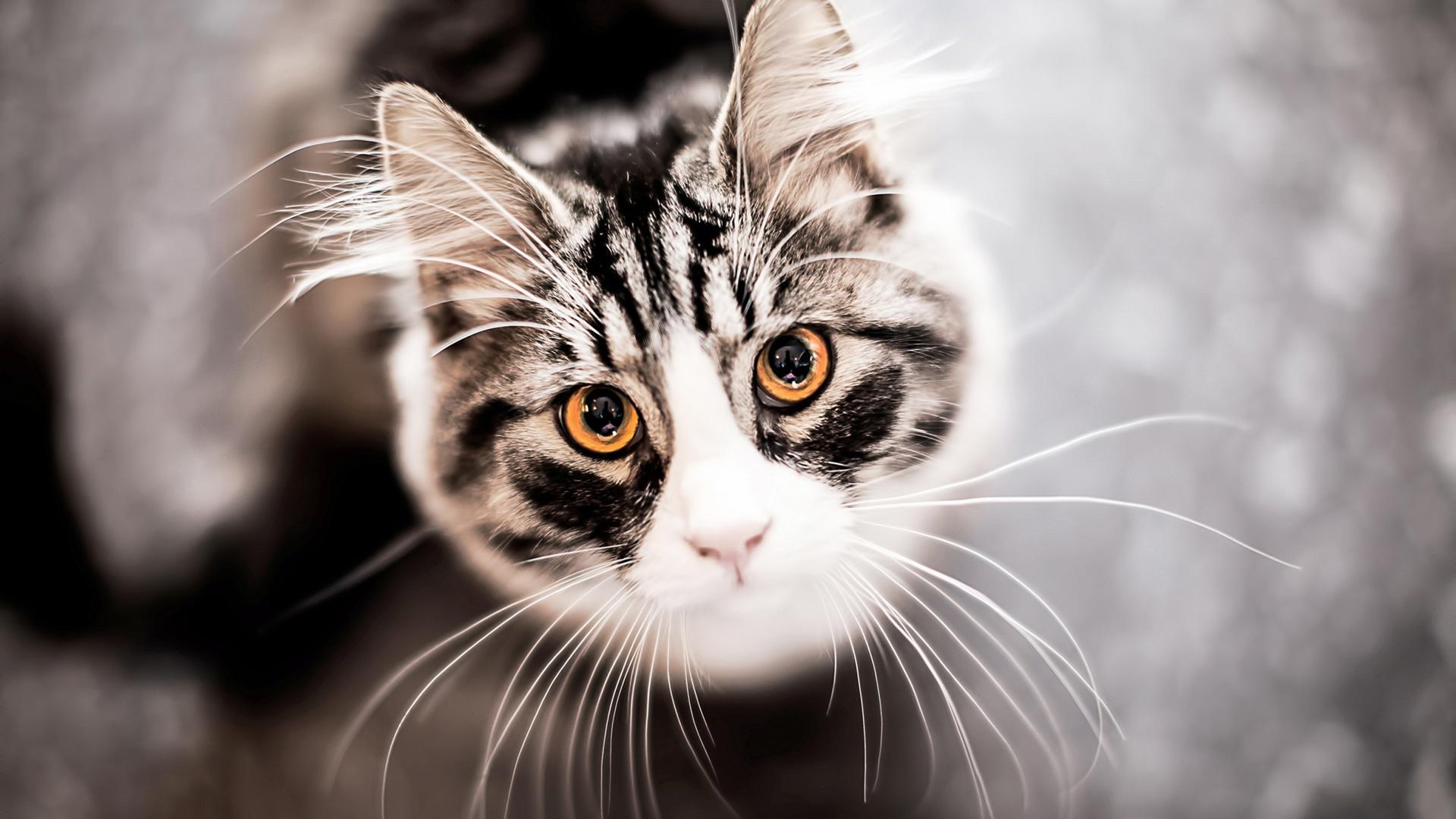 1920x1080 American Shorthair (Face, Eyes, Mustache) HD Cat Wallpaper