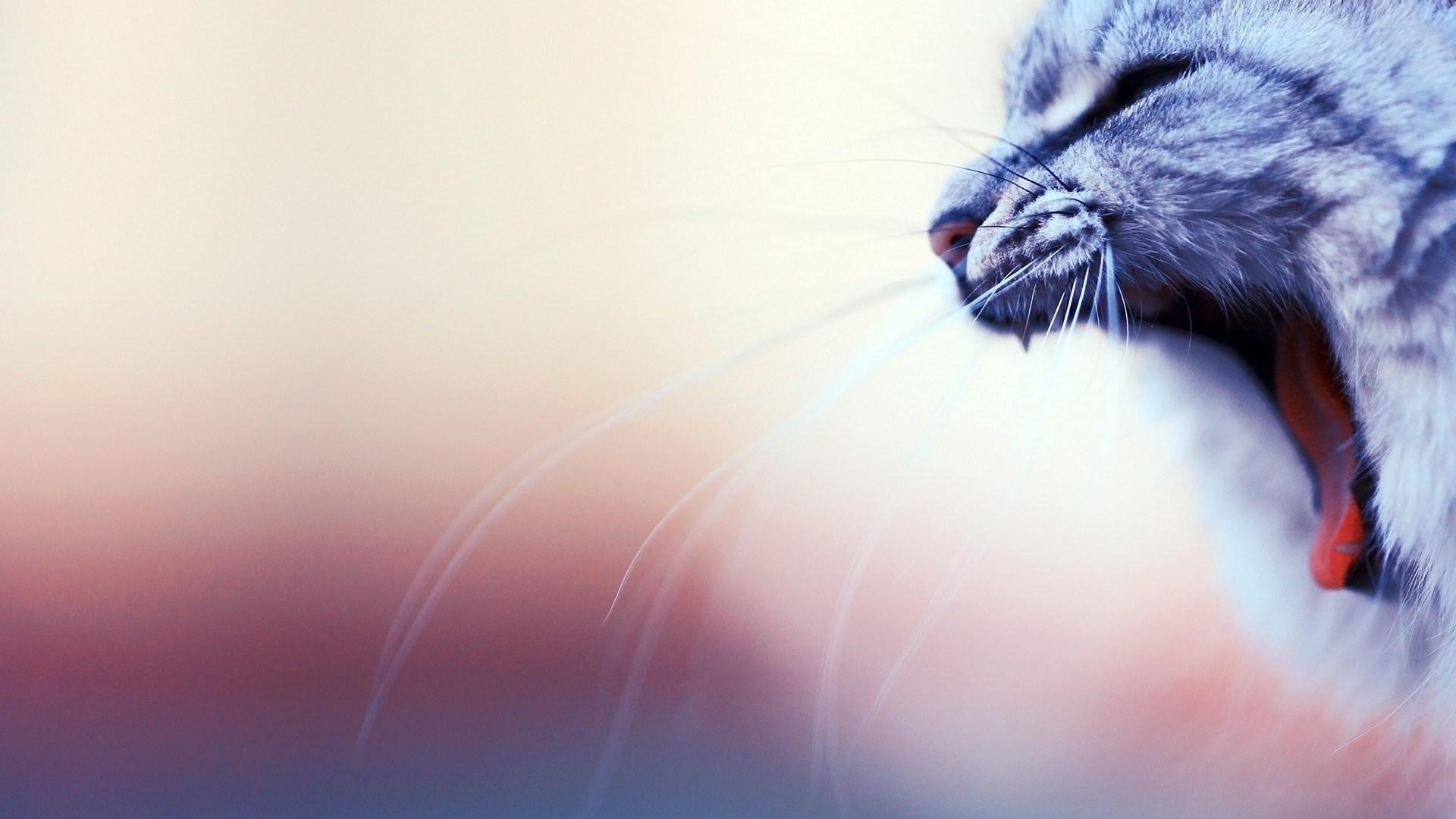 1920x1080 Download 1920x1080 HD Wallpaper cat, yawn mustache blurry background, Desktop Background HD