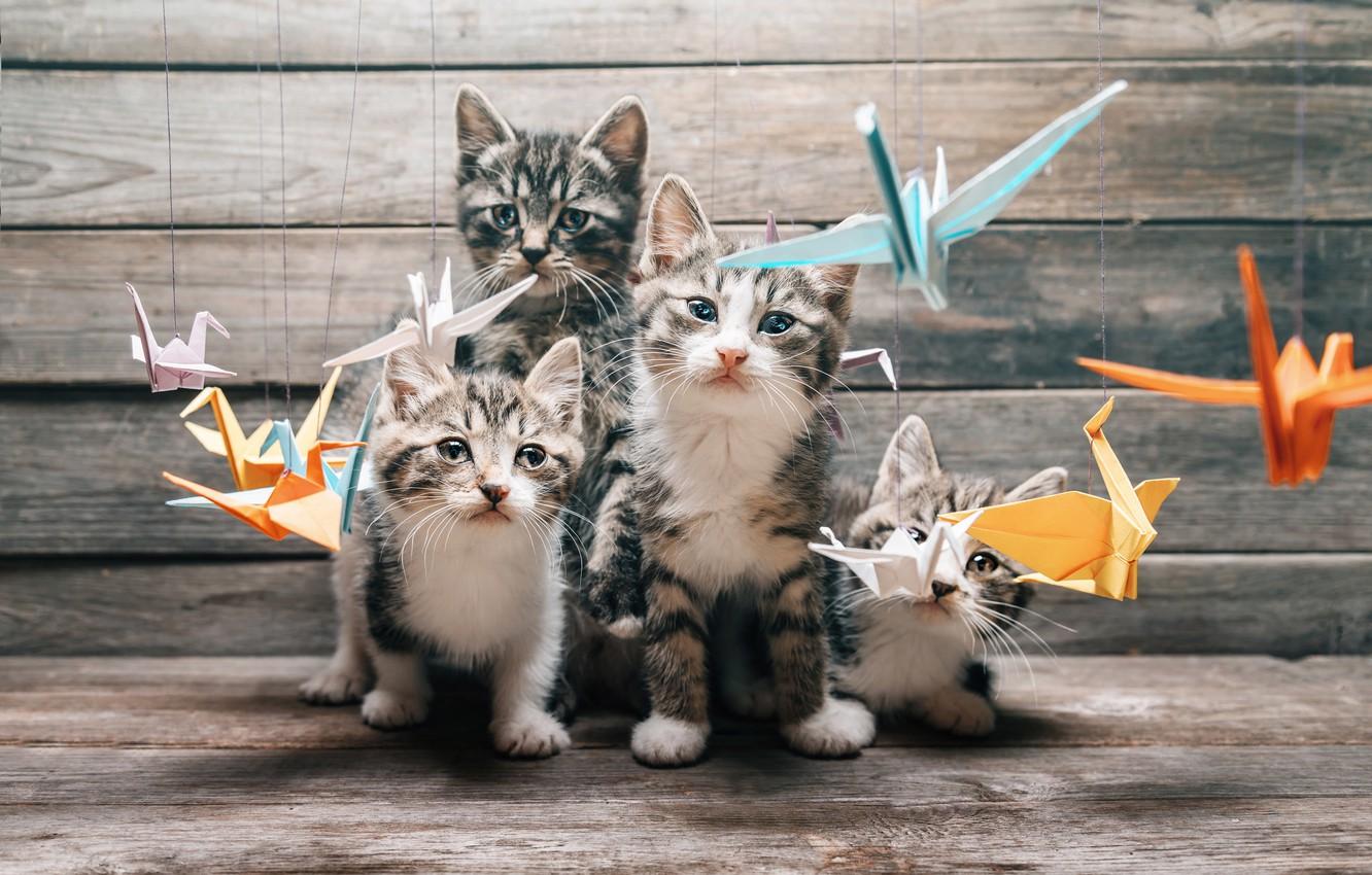 1332x850 Wallpaper cat, mustache, movement, cats, paws, blur, tail, team, different, origami, Tomcat, paper, crane, bokeh, look, cats image for desktop, section кошки