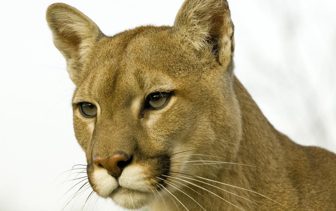 1280x804 Wild cat wallpaper. Wild cat