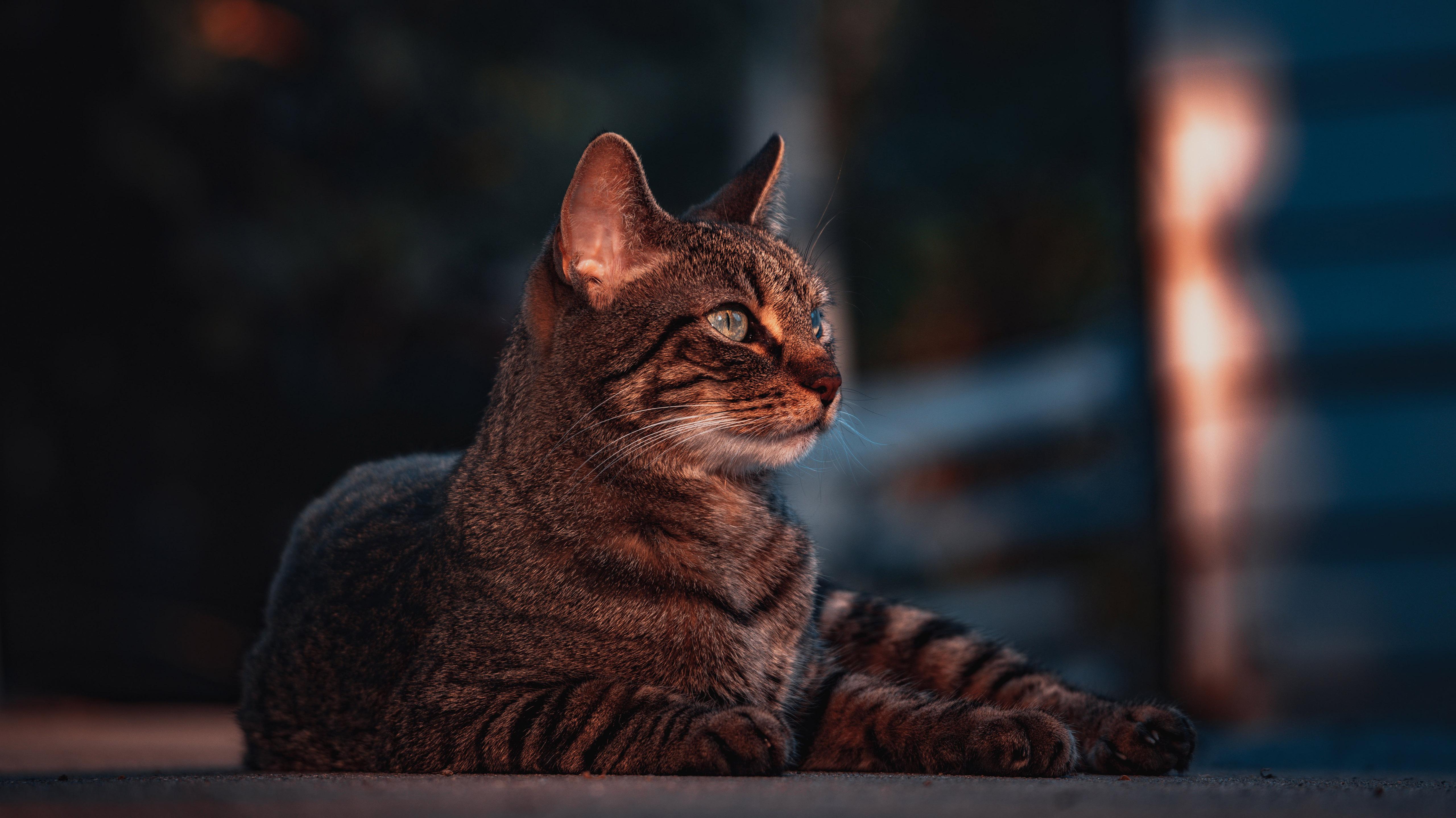 5120x2880 Brown Black Mustache Cat In Blur Black Lights Background 4K 5K HD Cat Wallpaper