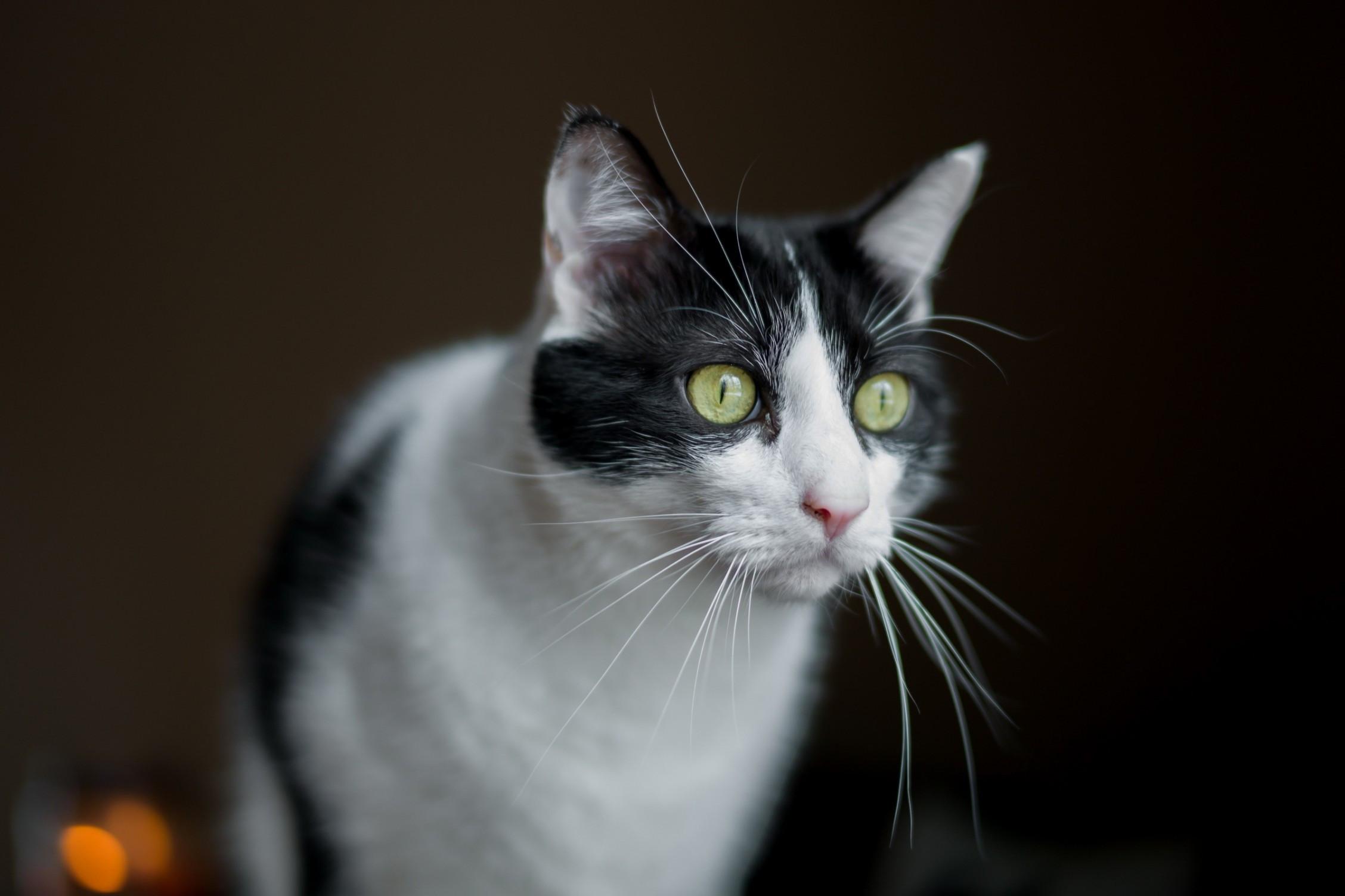 2256x1504 Download 2256x1504 Cat, Black And White, Sitting, Kitten, Mustache Wallpaper